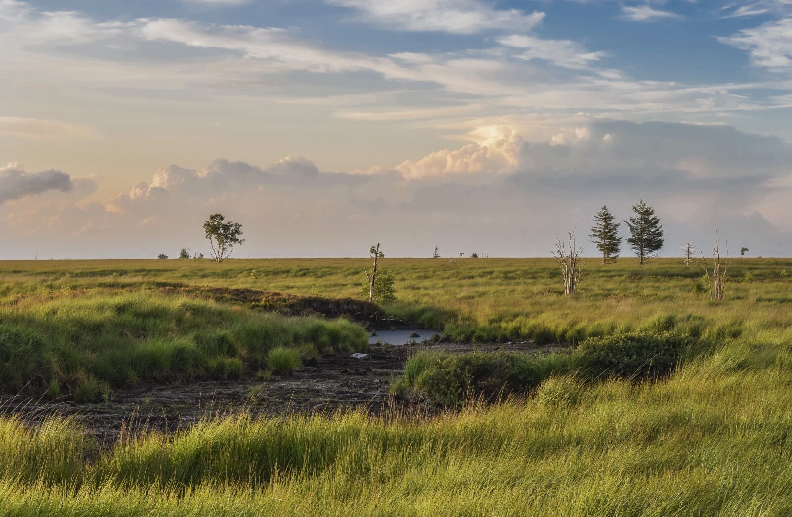 Nikon D3300 sample photo. Nature, landscape, moor photography