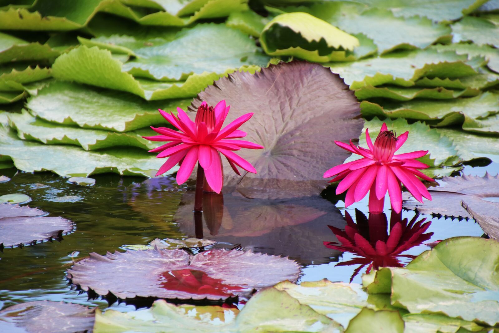 Canon EOS 750D (EOS Rebel T6i / EOS Kiss X8i) sample photo. Flower, water lily, red photography