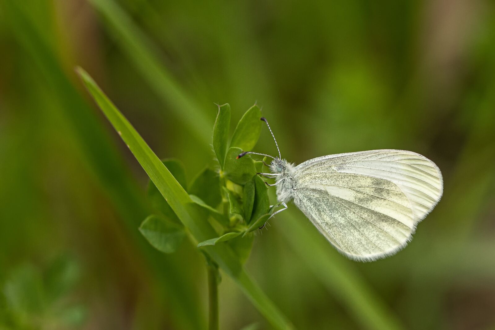 Canon EOS 6D Mark II sample photo. White ling, butterfly, insect photography