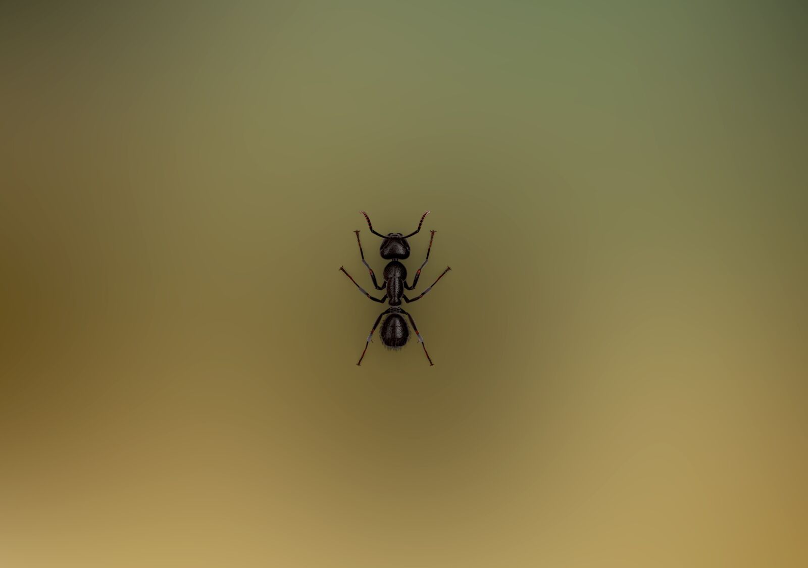 Canon EOS 500D (EOS Rebel T1i / EOS Kiss X3) sample photo. Ant, insect, nature photography