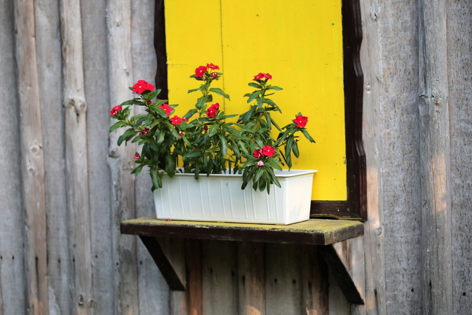 Canon EOS 6D + Canon EF 100mm F2.8 Macro USM sample photo. Yellow window, red periwinkle photography