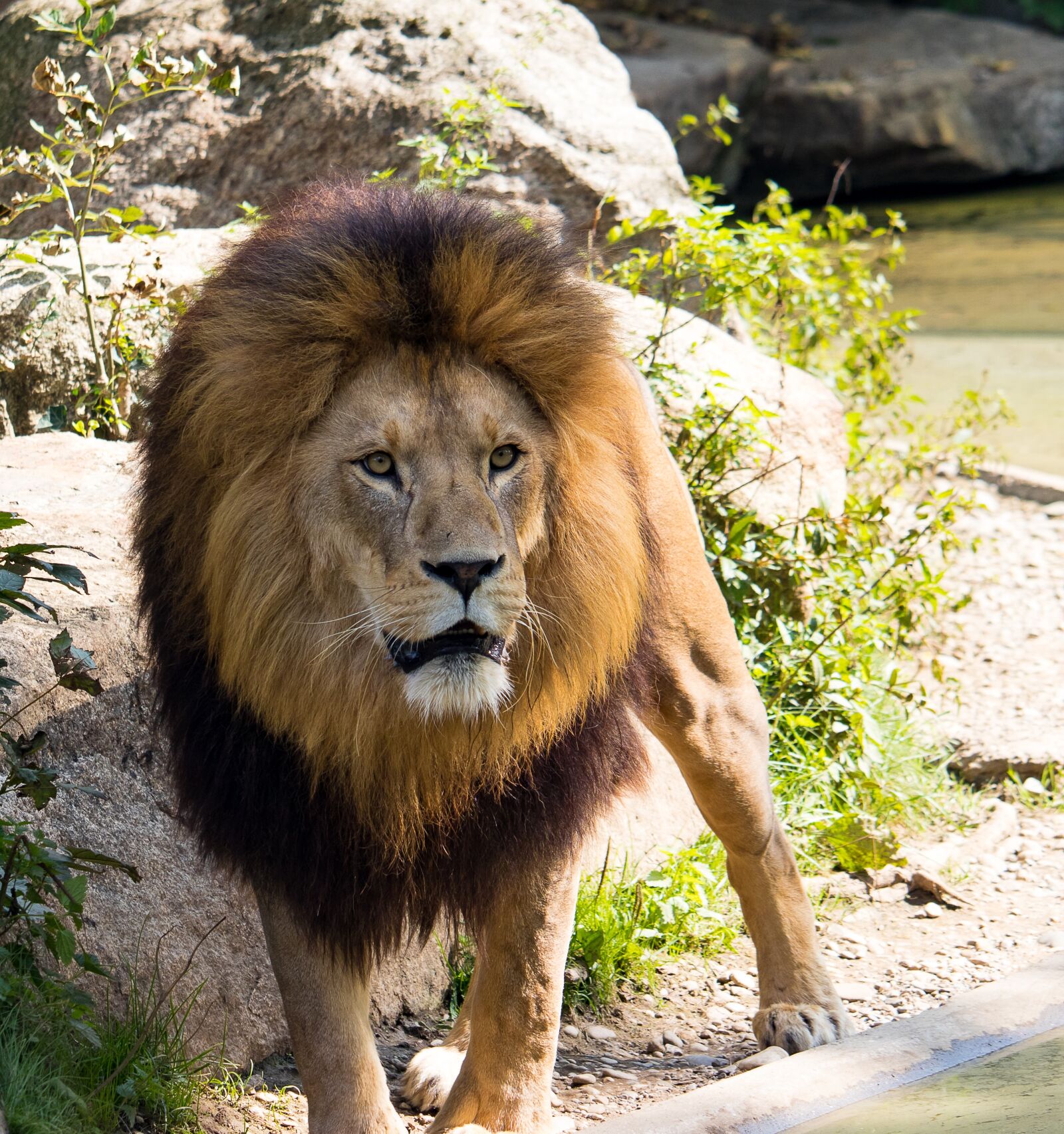 Canon EF-S 55-250mm F4-5.6 IS STM sample photo. Lion, predator, big cat photography