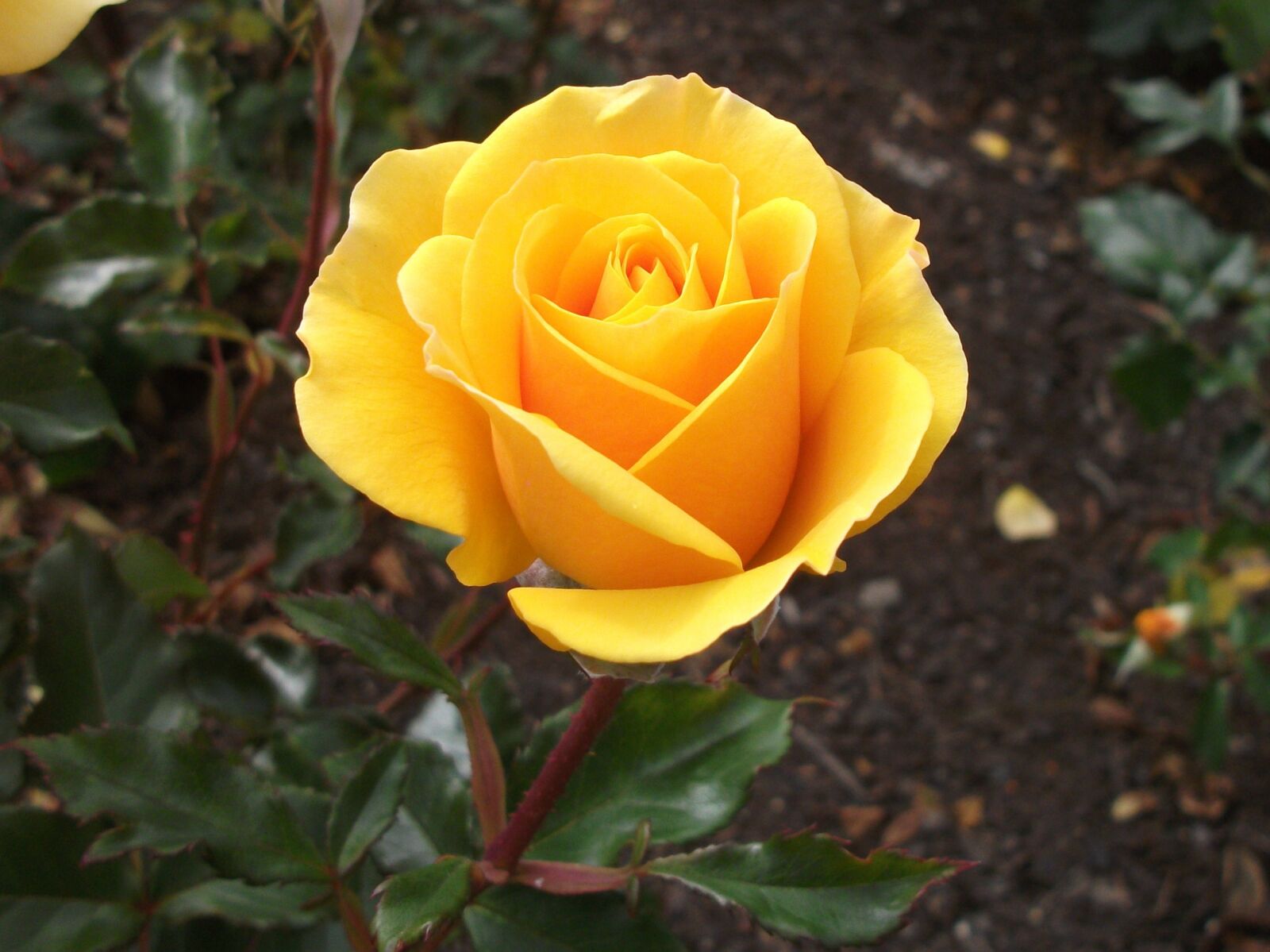 Fujifilm FinePix AV100 sample photo. Yellow rose, flower, plant photography