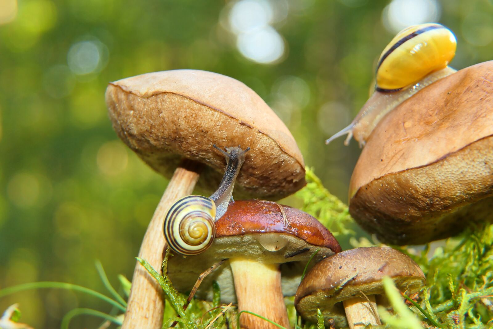 Panasonic Lumix DMC-FZ2500 (Lumix DMC-FZ2000) sample photo. Snails, mushrooms, nature photography