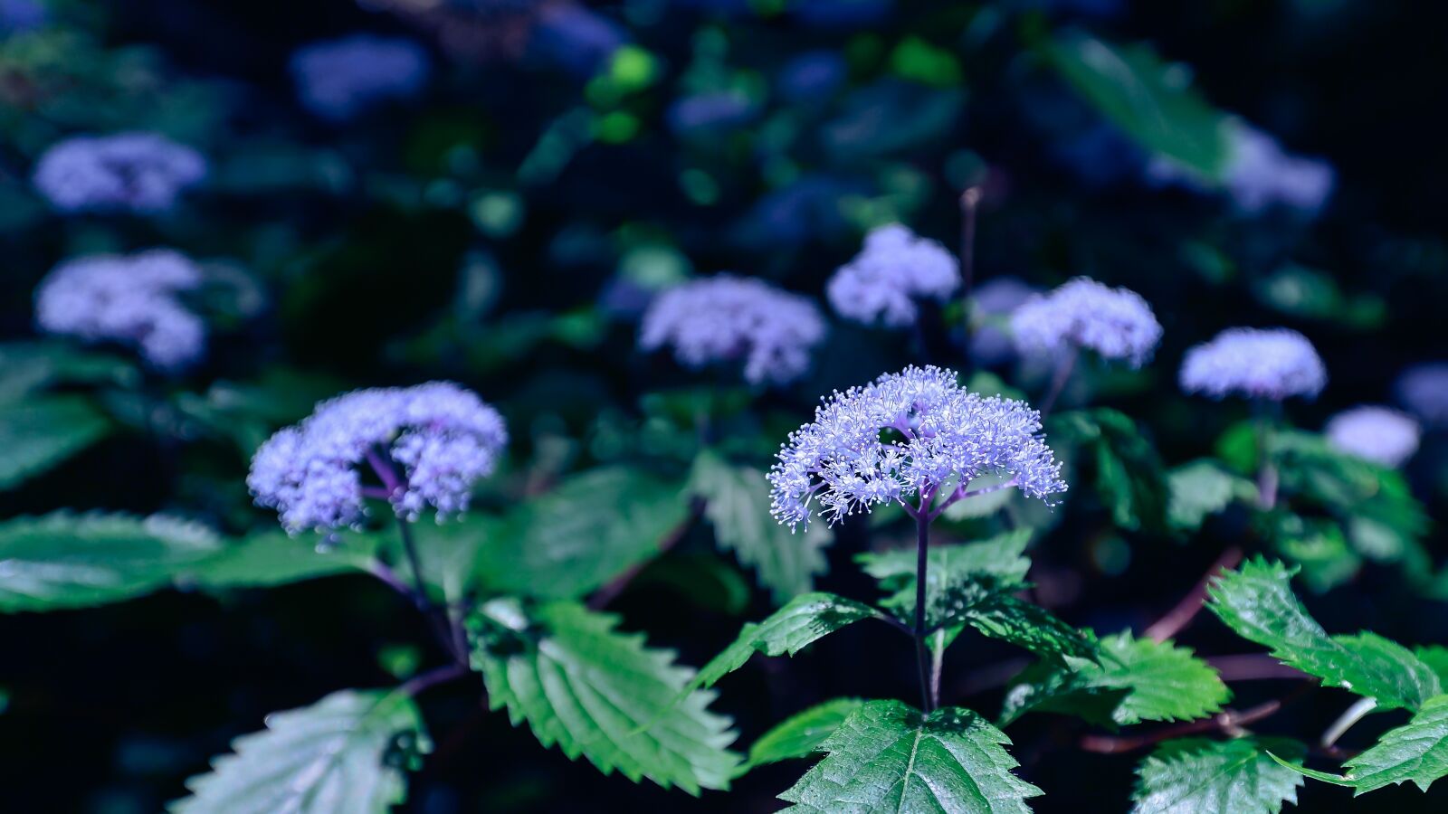 Nikon Df sample photo. Natural, plant, purple photography