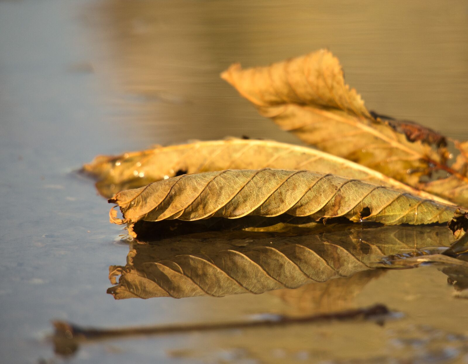 Canon PowerShot G3 X sample photo. Leaf, dry, mirroring photography