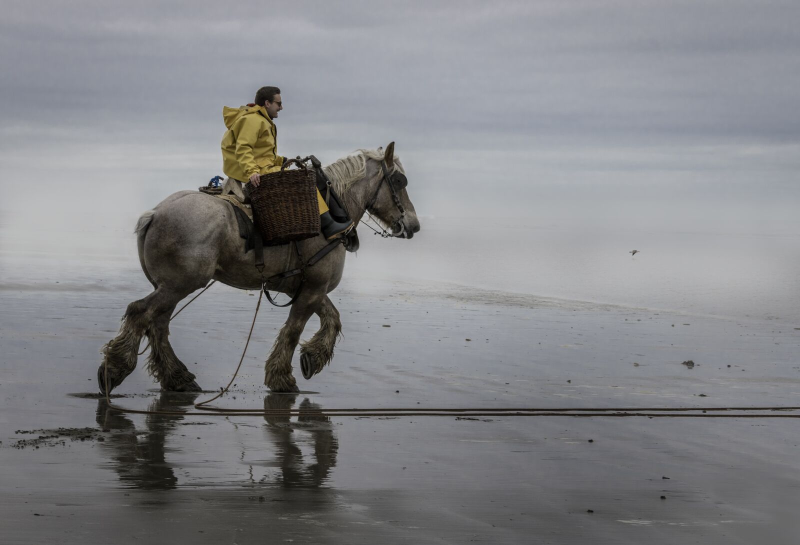 Nikon D850 sample photo. Garanaalvisser, north sea, horse photography
