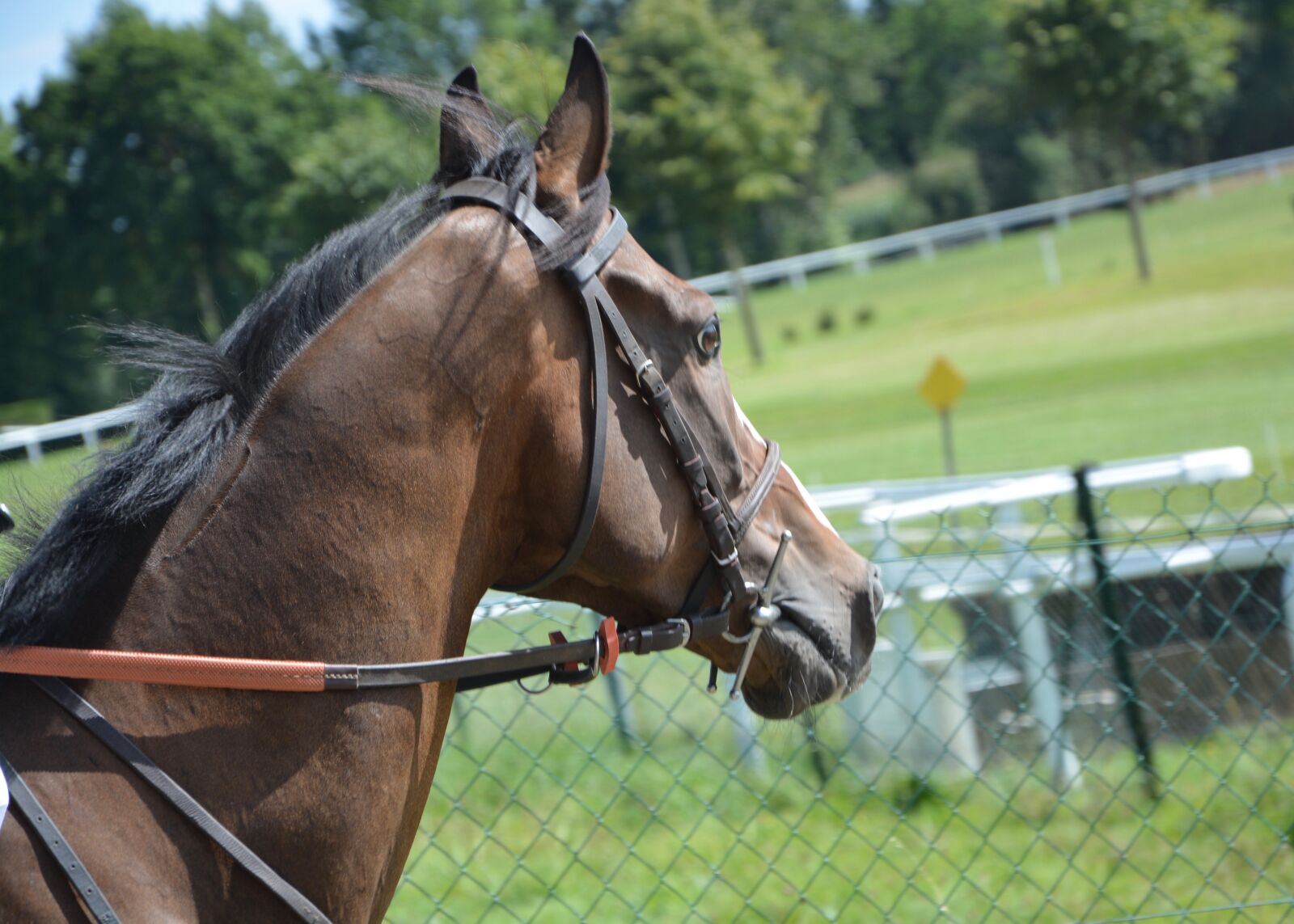 Nikon D5200 sample photo. Horse, horse racing, net photography