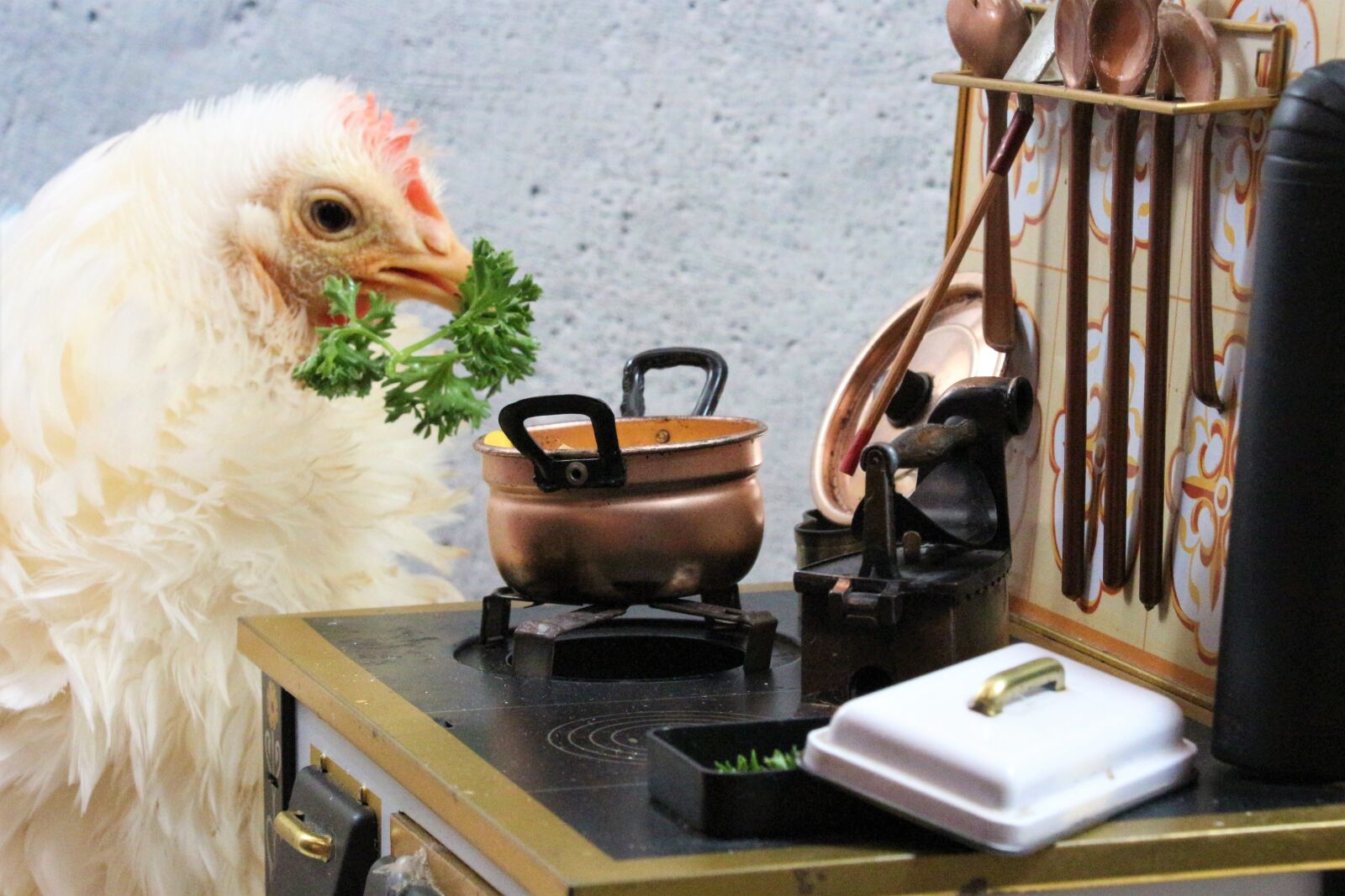 Canon EOS 700D (EOS Rebel T5i / EOS Kiss X7i) sample photo. Chicken, bird, animal photography
