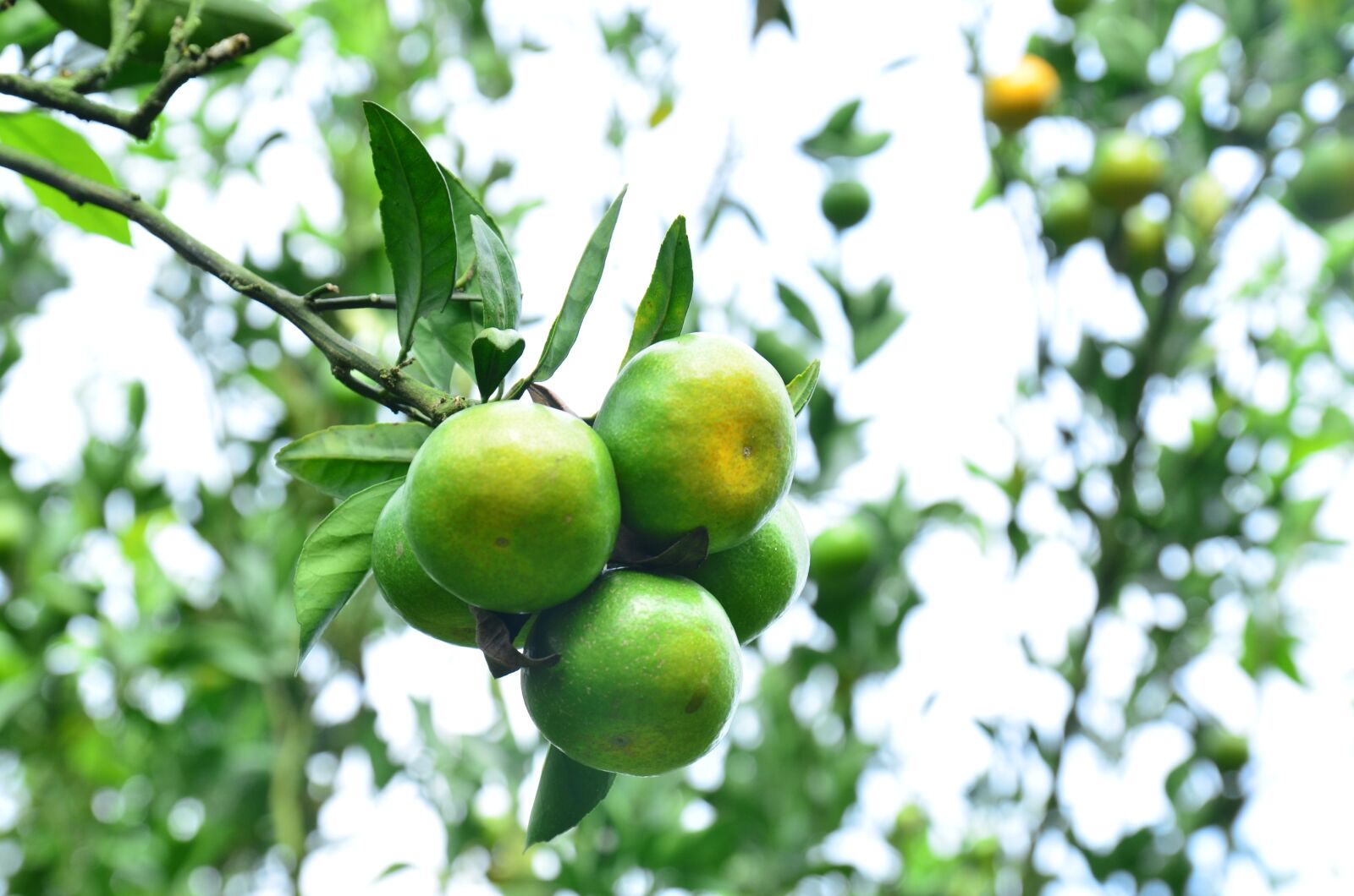 Nikon D7000 sample photo. Citrus, oranges, fruits photography