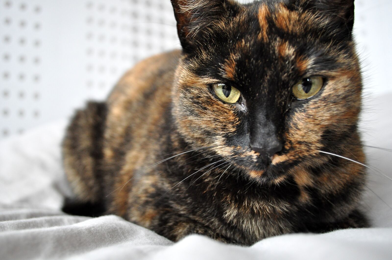 Nikon D5000 sample photo. Cat, tortoise, brown photography