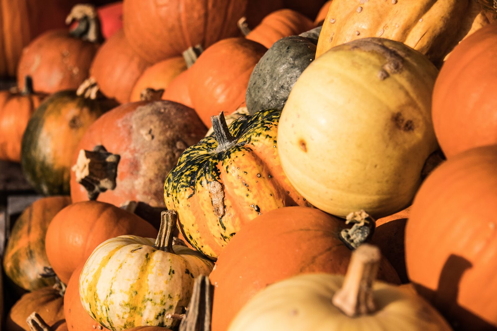 Canon EOS 80D sample photo. Pumpkin, autumn, pumpkins photography