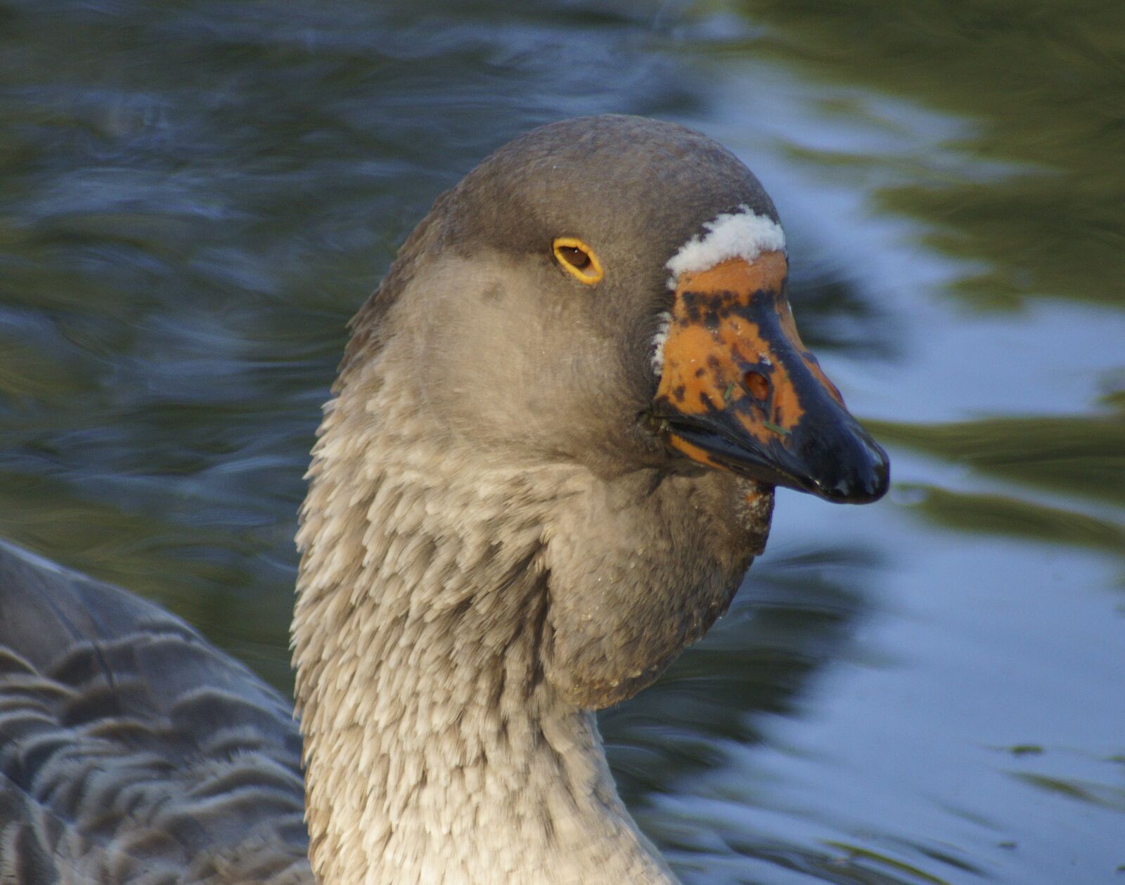 Sony SLT-A77 sample photo. Goose, closeup, animal photography