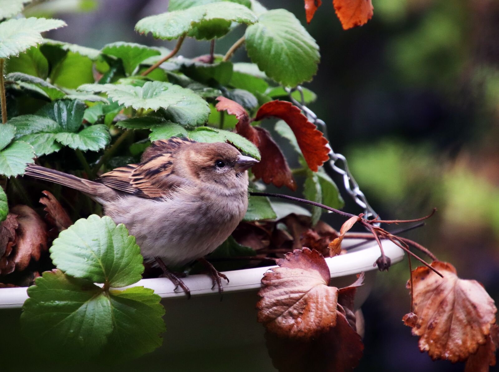 Canon EOS 800D (EOS Rebel T7i / EOS Kiss X9i) sample photo. Sparrow, pot plant, strawberry photography