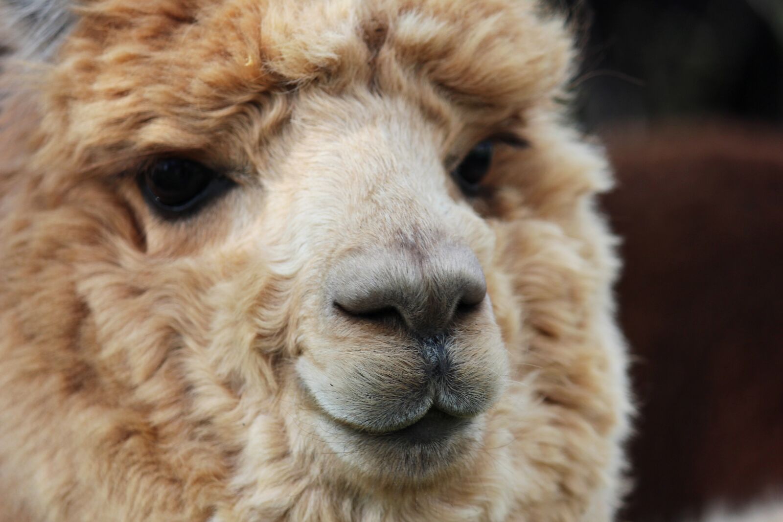 Canon EOS 600D (Rebel EOS T3i / EOS Kiss X5) sample photo. Alpaca, woolly, beige photography