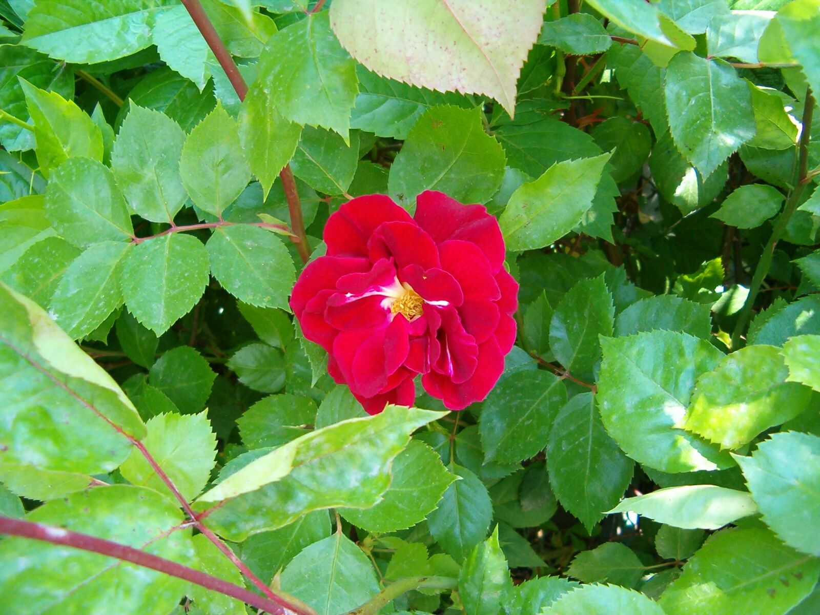 HP PHOTOSMART 735 sample photo. Rose, flower, garden photography