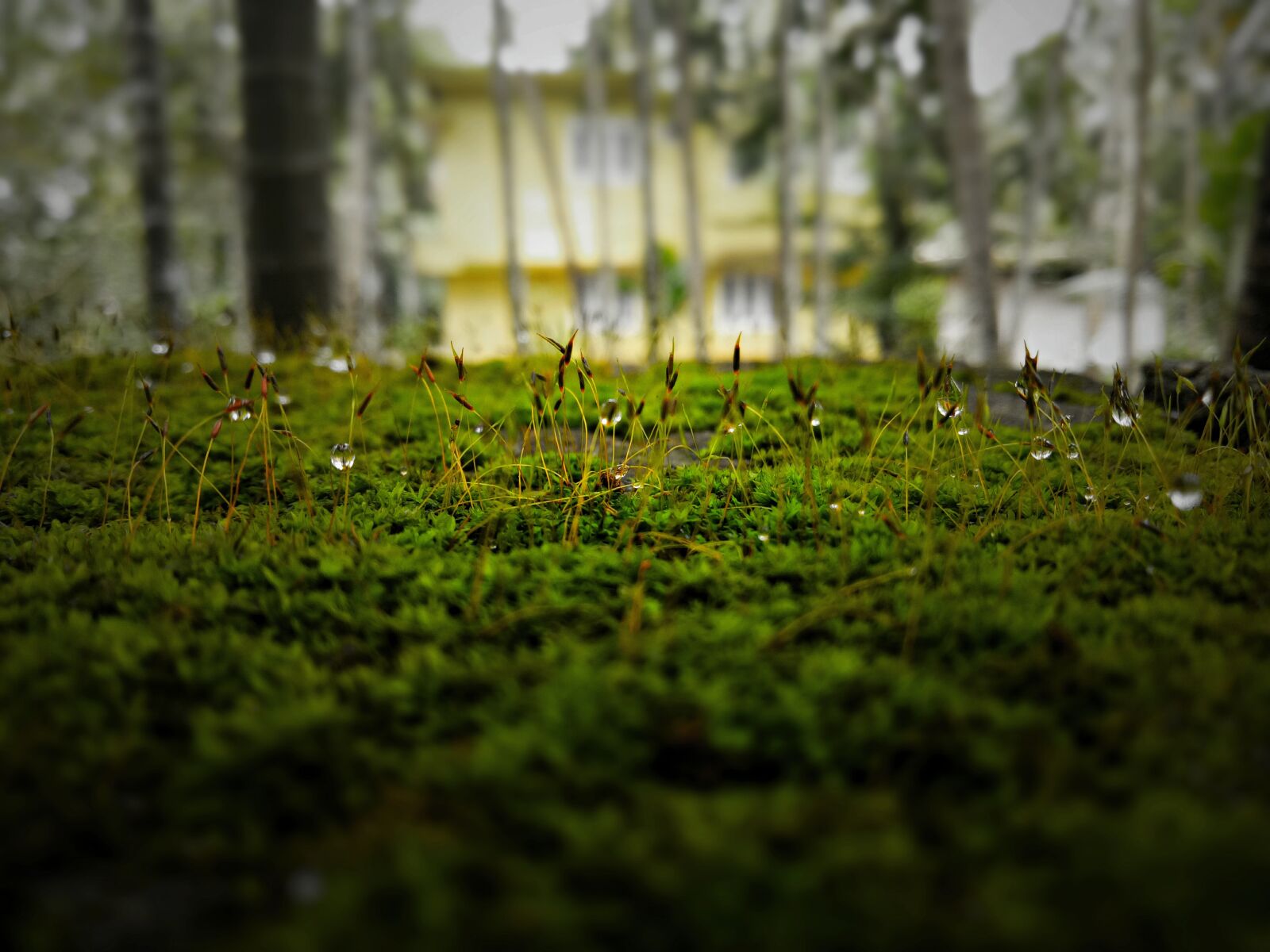 OPPO A1601 sample photo. Nature, tree, landscape photography