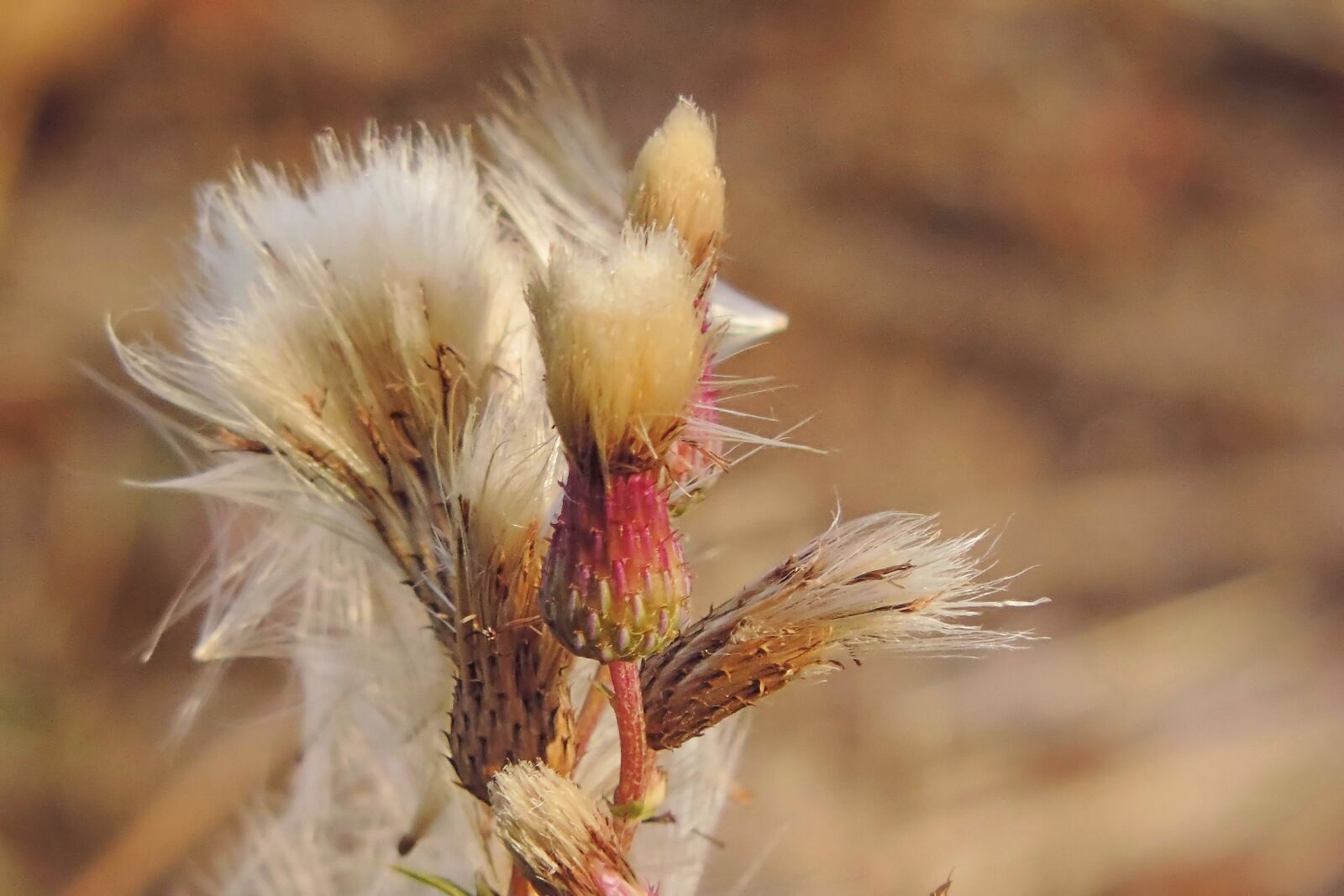 Nikon Coolpix P520 sample photo. Autumn, thistle, thistle seed photography