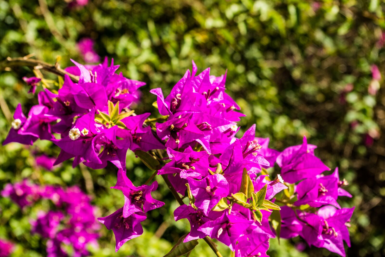 Pentax K-S2 sample photo. Bougainvillea, bougainville, flower photography