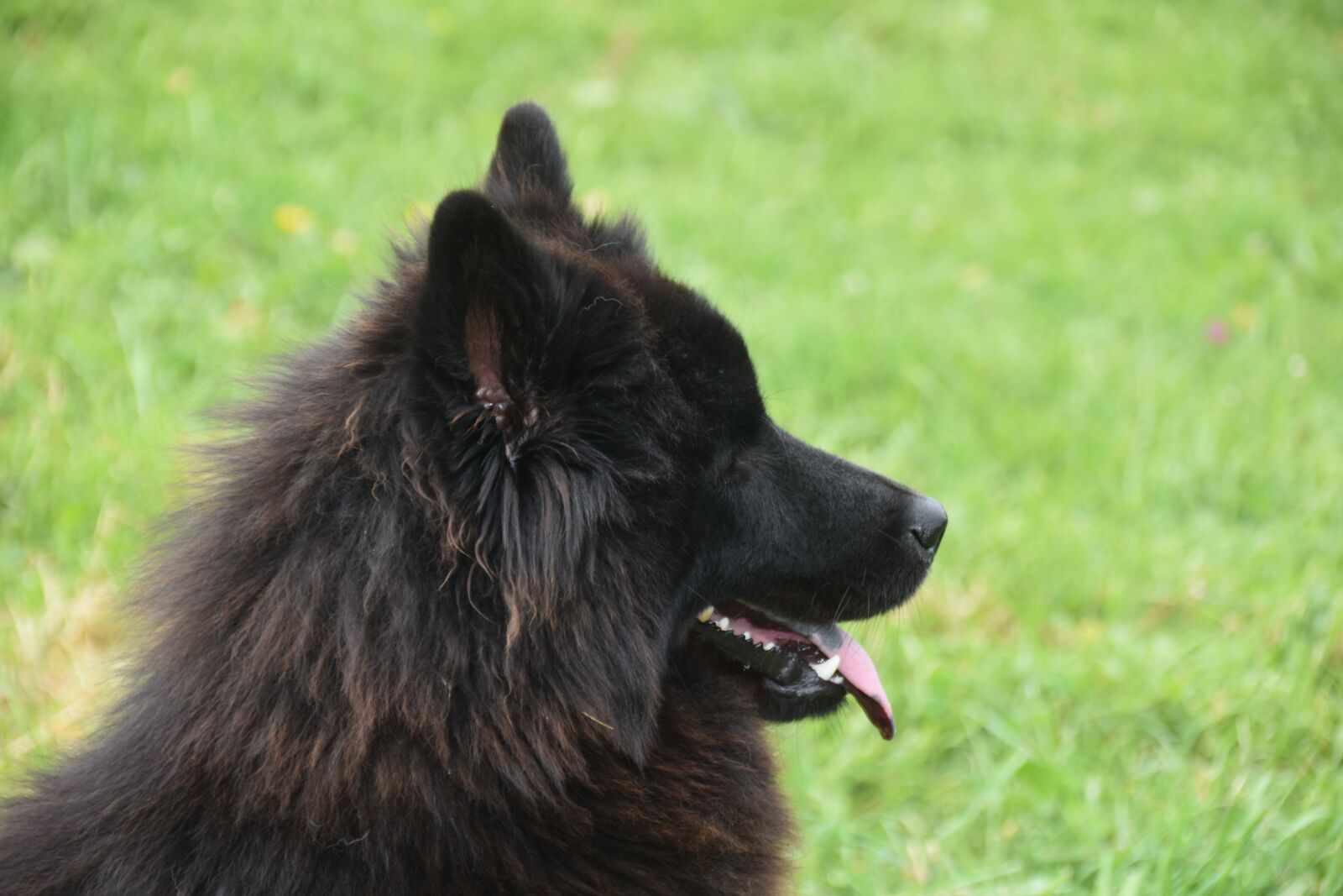 Nikon D5600 sample photo. Dog, bitch, dog eurasier photography