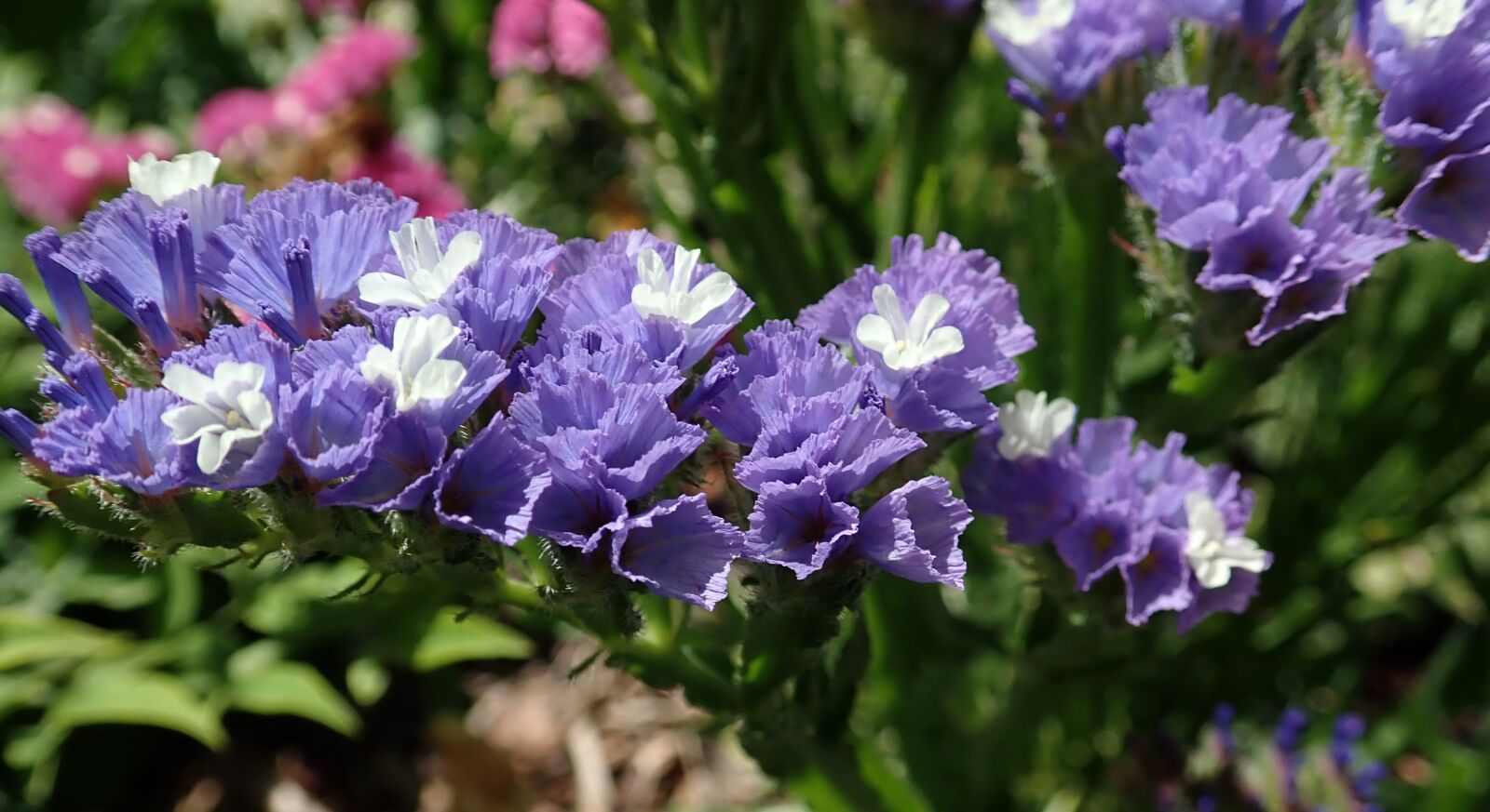 Olympus TG-5 sample photo. Flower, purple, statice photography