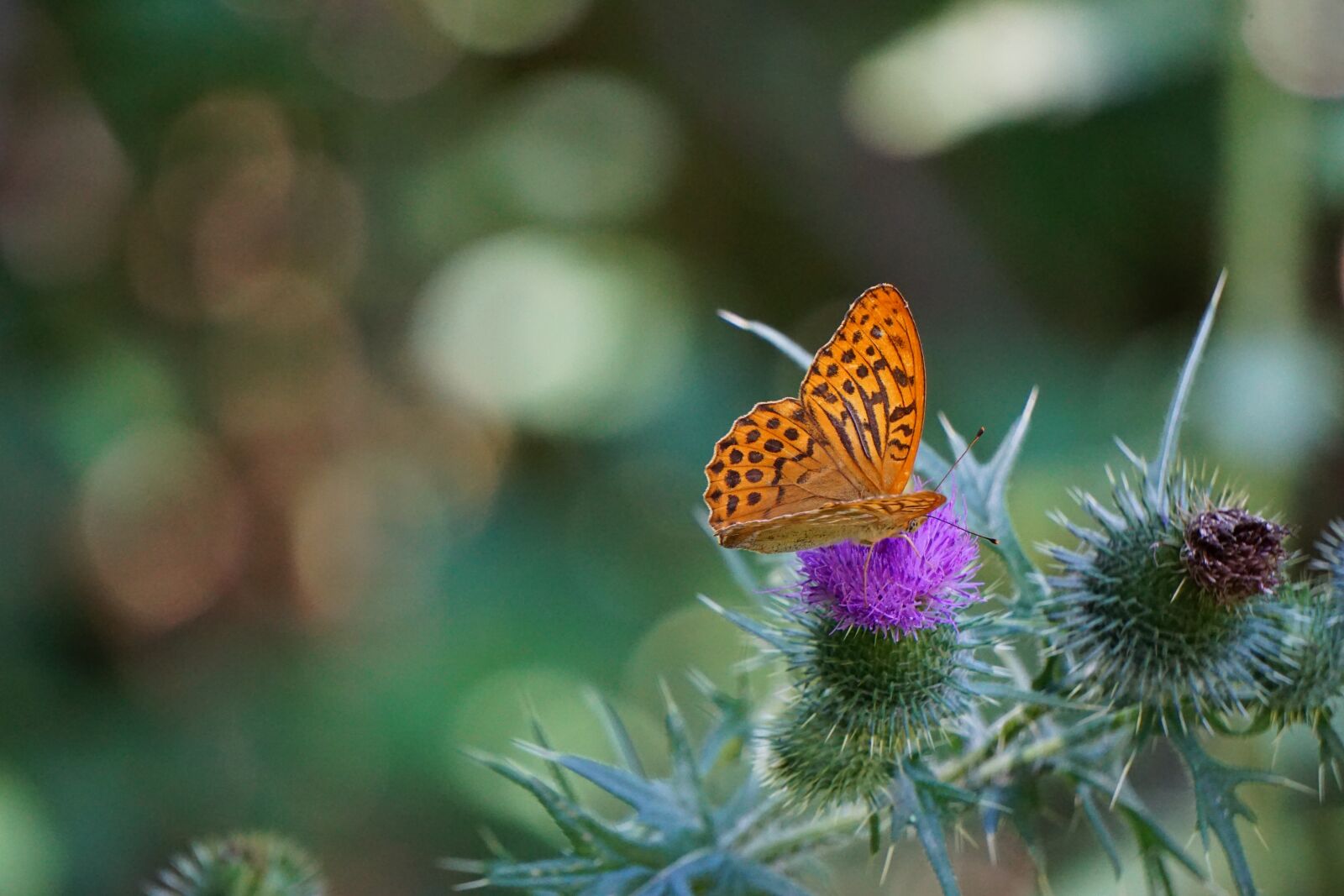 Sony E 55-210mm F4.5-6.3 OSS sample photo. Fritillary, butterfly, thistle photography