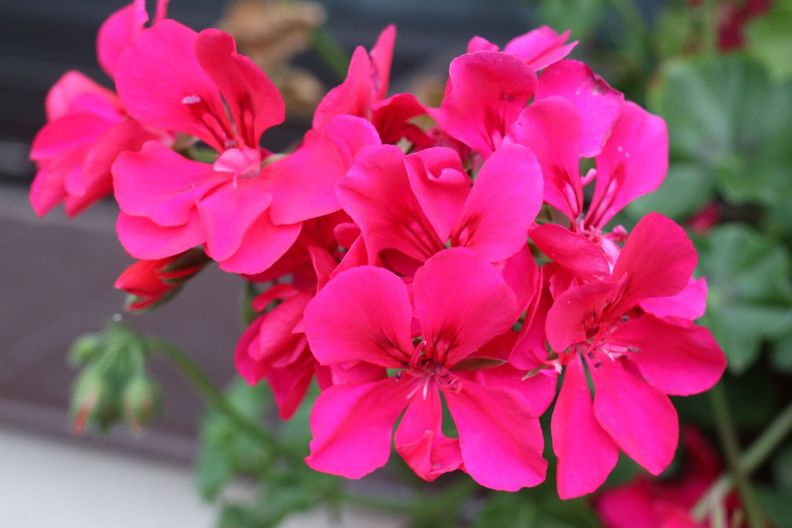 Canon EOS M6 sample photo. Summer, garden, flowers photography
