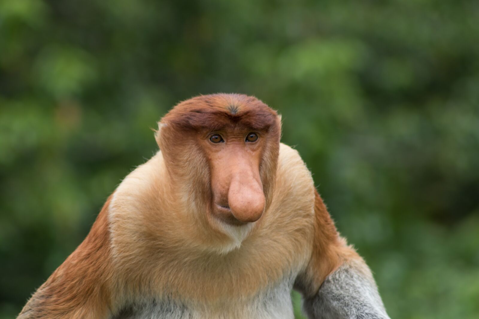 Canon EOS 7D Mark II sample photo. Monkey, wildlife, proboscis photography