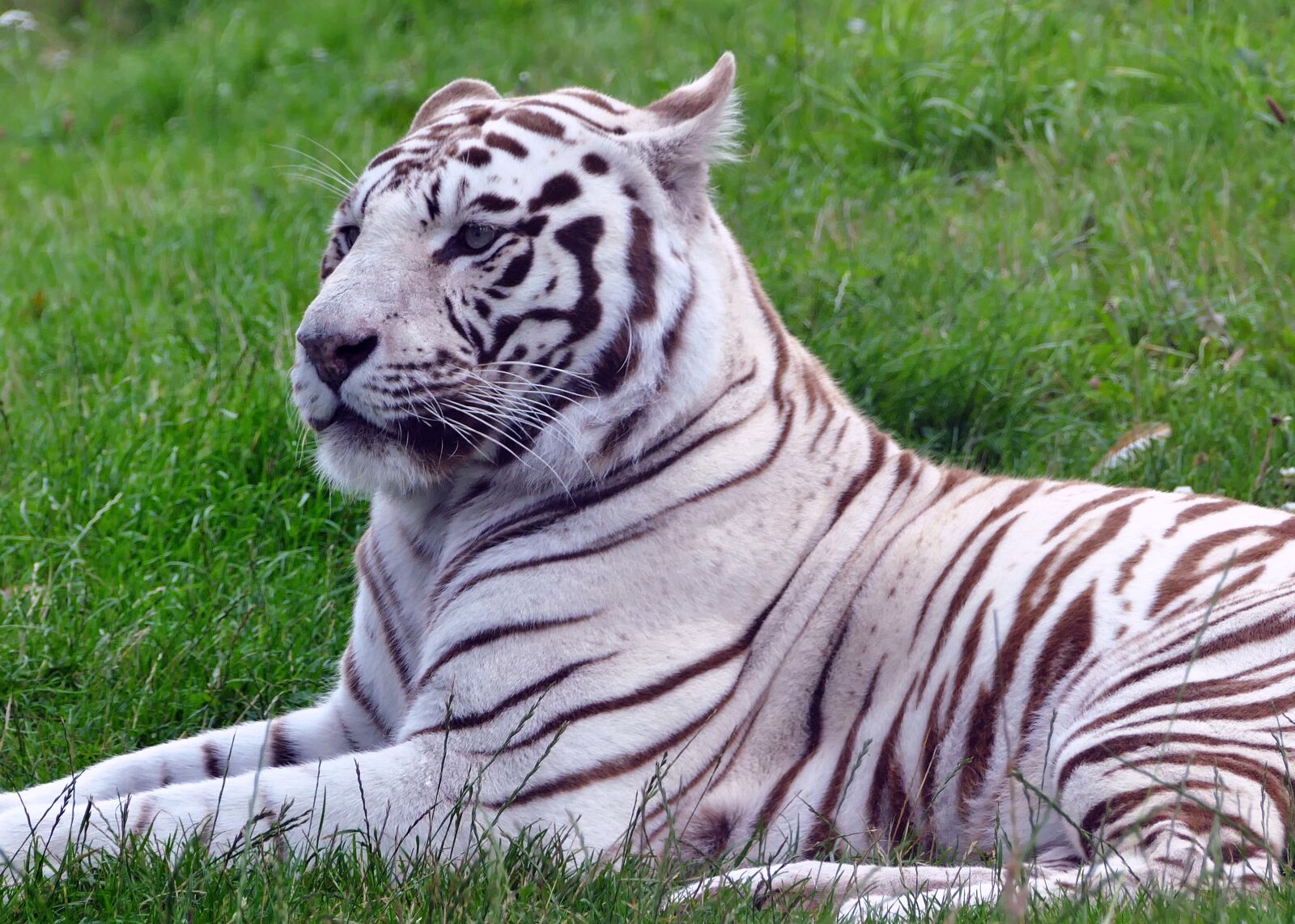 Panasonic Lumix DMC-FZ1000 sample photo. Animal, animal, photography, big photography
