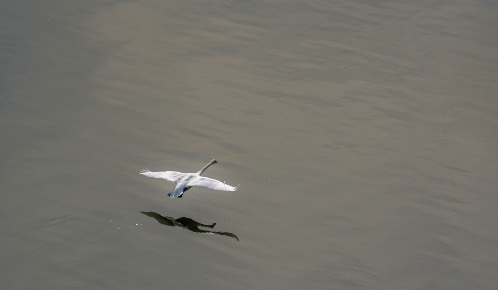Nikon D7200 sample photo. Swan, bird, lake photography