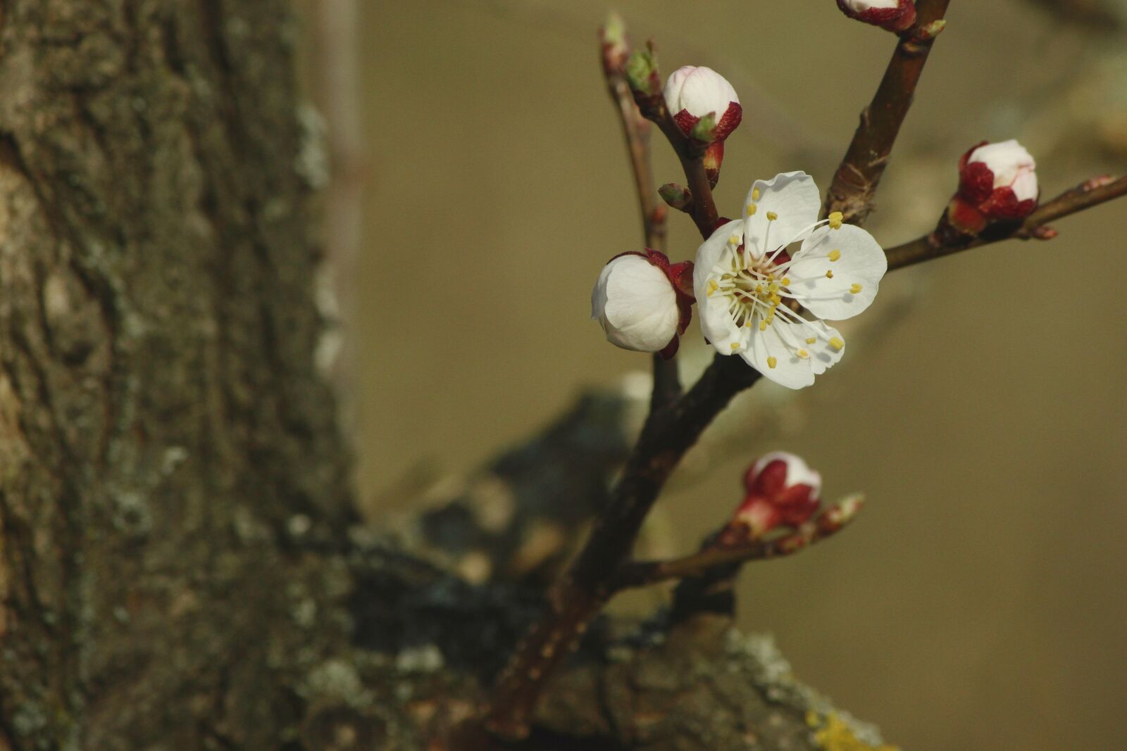 Canon EOS 600D (Rebel EOS T3i / EOS Kiss X5) sample photo. Apricot blossom, red, white photography