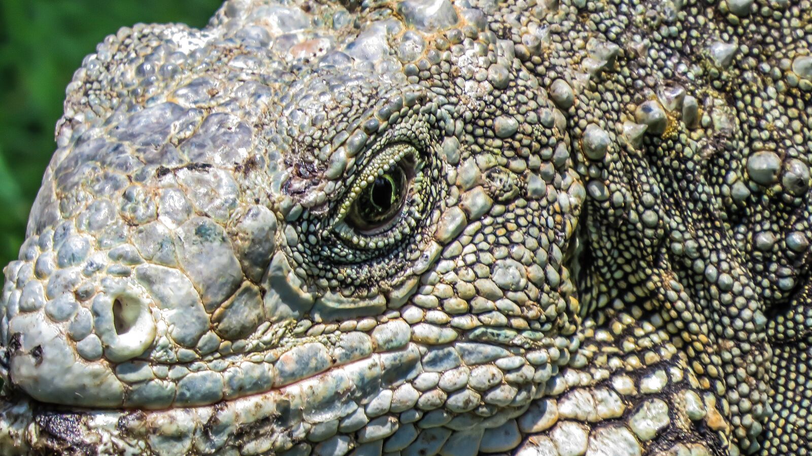 Canon PowerShot SX50 HS sample photo. Iguana, lizard, reptile photography