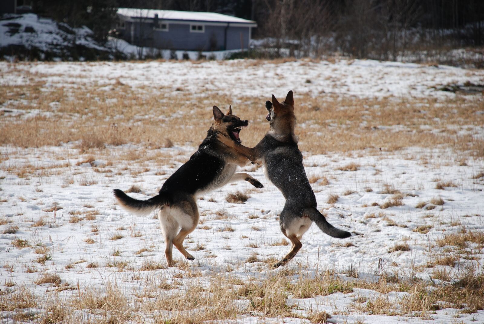 Nikon D80 sample photo. Animals, dog, nature photography