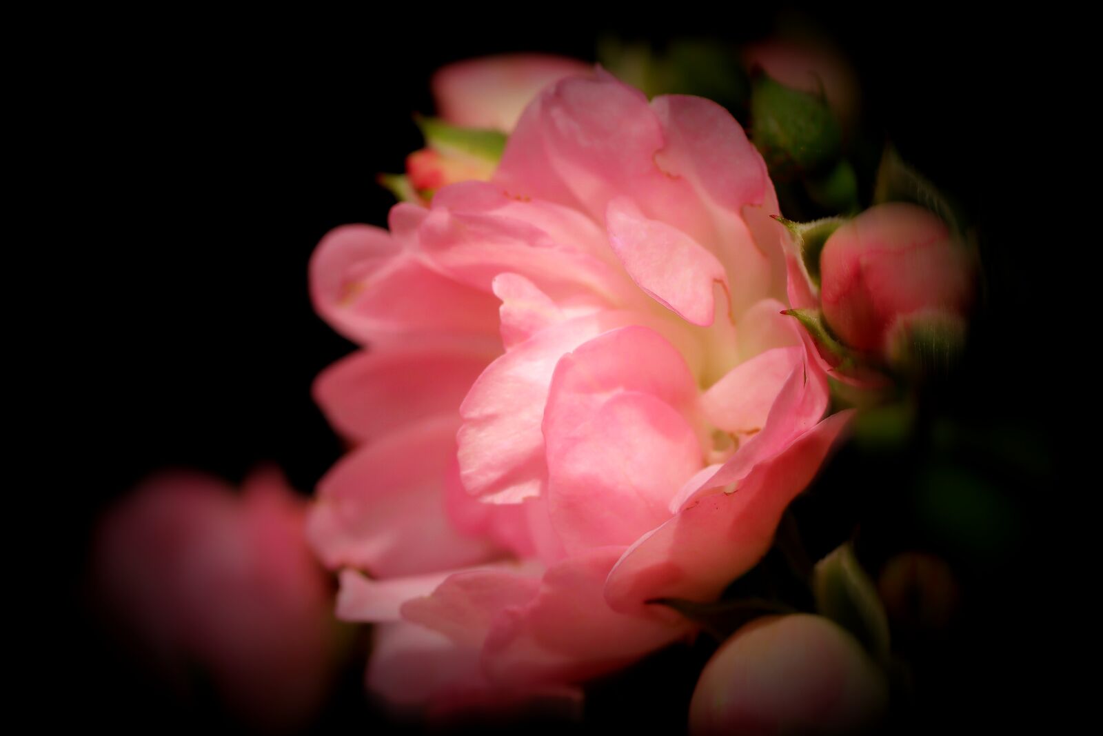 Tamron SP 90mm F2.8 Di VC USD 1:1 Macro sample photo. Rose, pink, flower photography