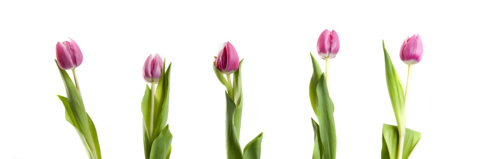 Canon EOS 5D Mark II sample photo. Tulips, flowers, pink photography