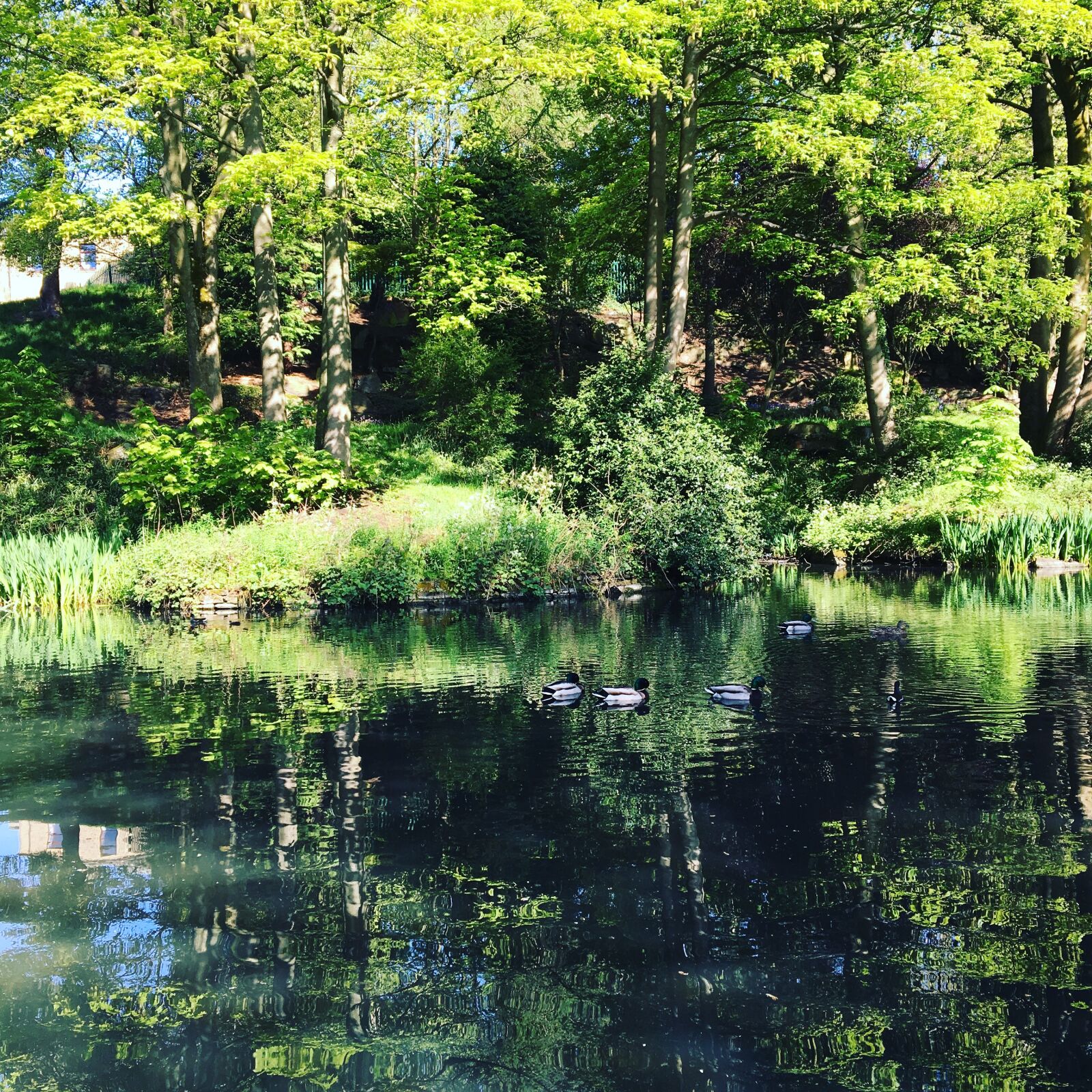 iPhone 6s back camera 4.15mm f/2.2 sample photo. Nature, pond, green photography