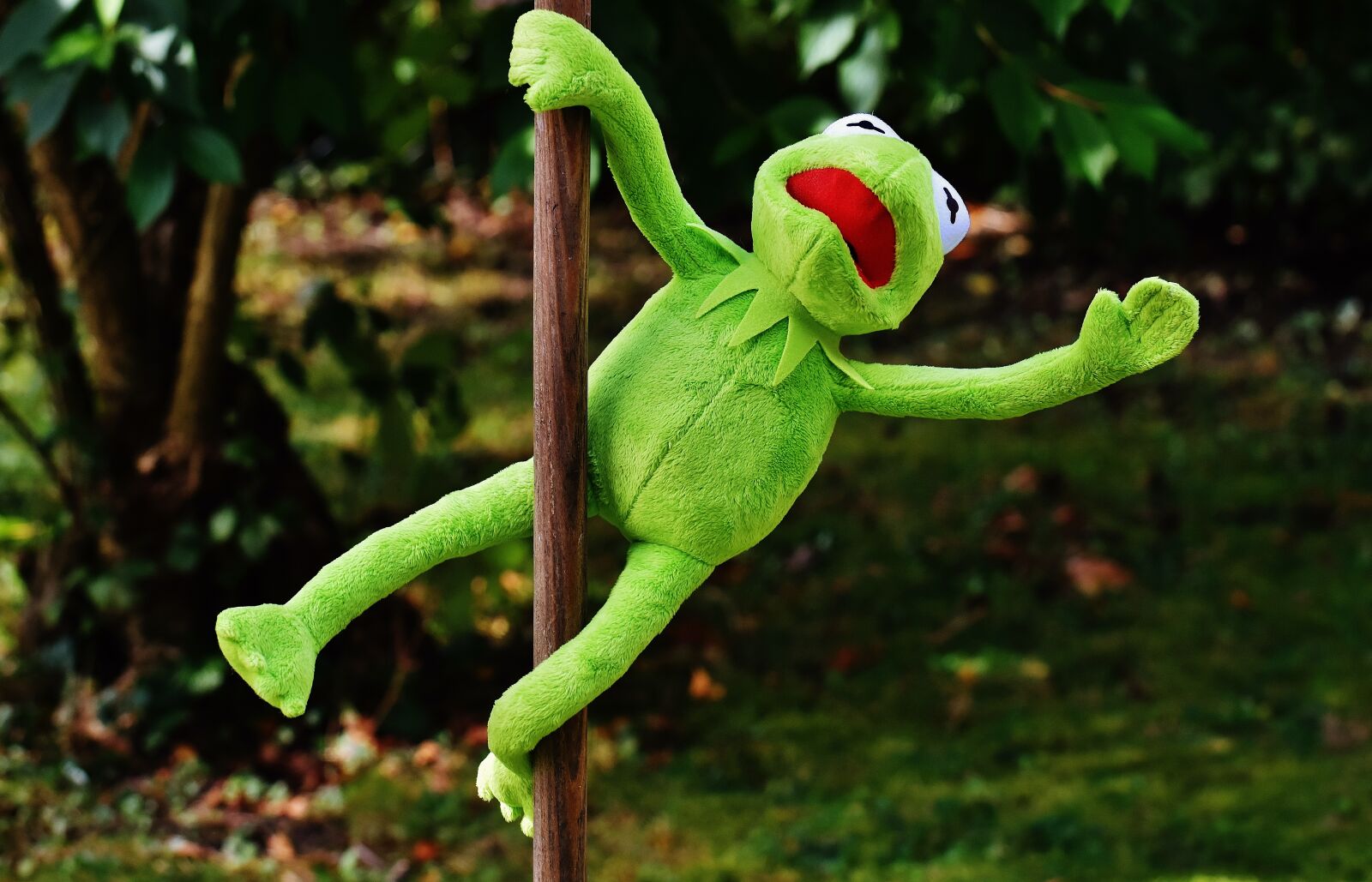 Nikon D7200 sample photo. Pole dance, kermit, funny photography