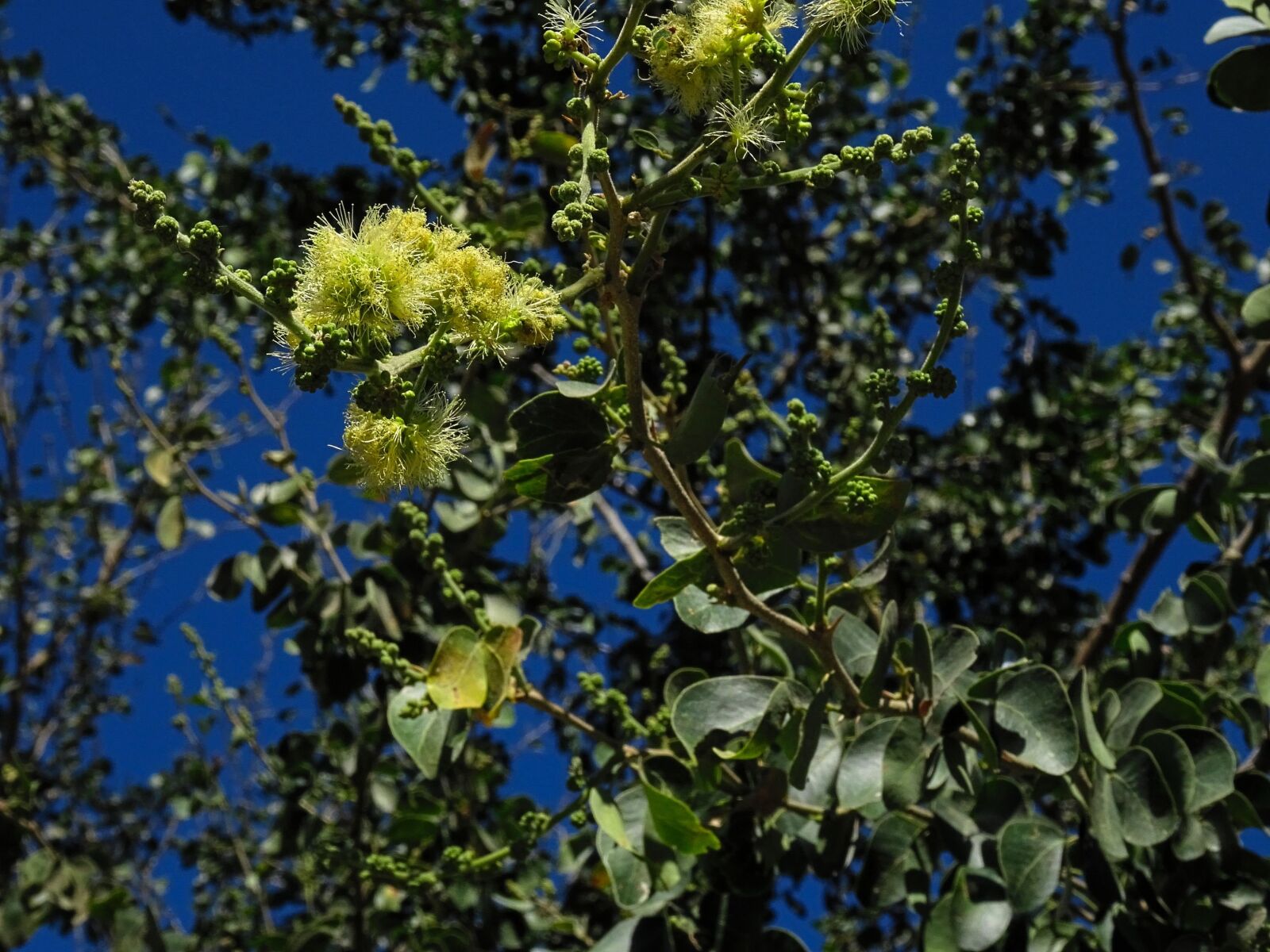 Sony DSC-HX60 sample photo. Pithecellobium dulce, flower, tree photography