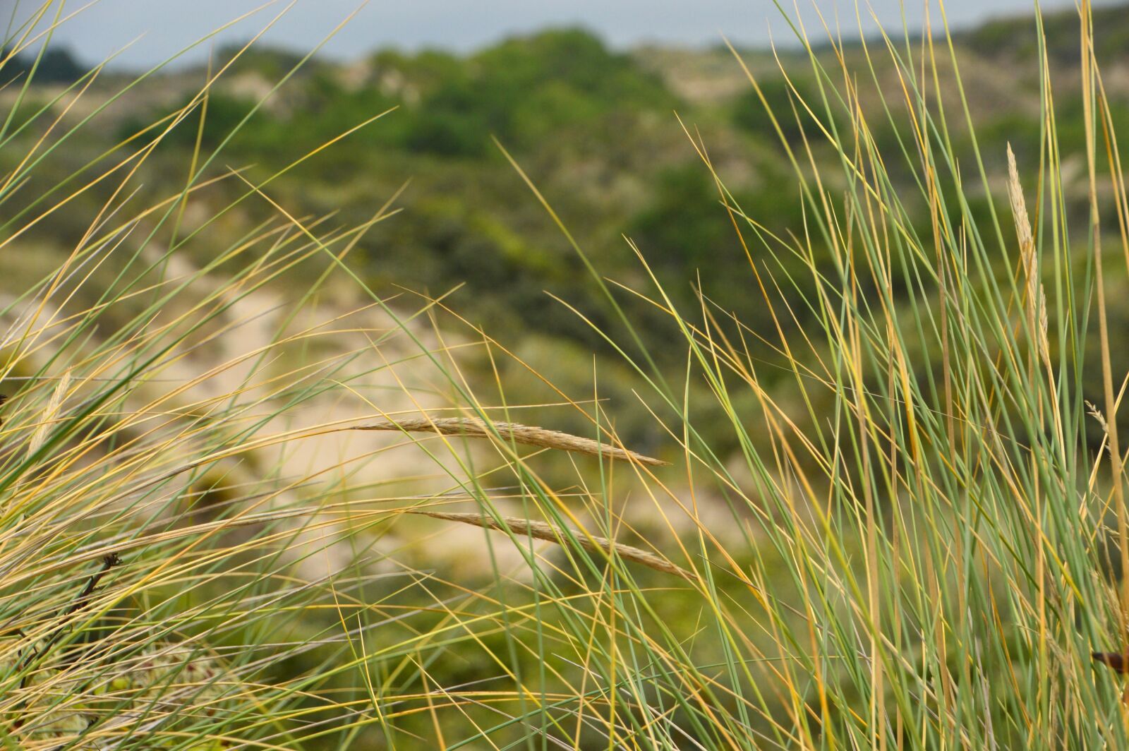 Nikon D3200 sample photo. Sea, beach, stella beach photography
