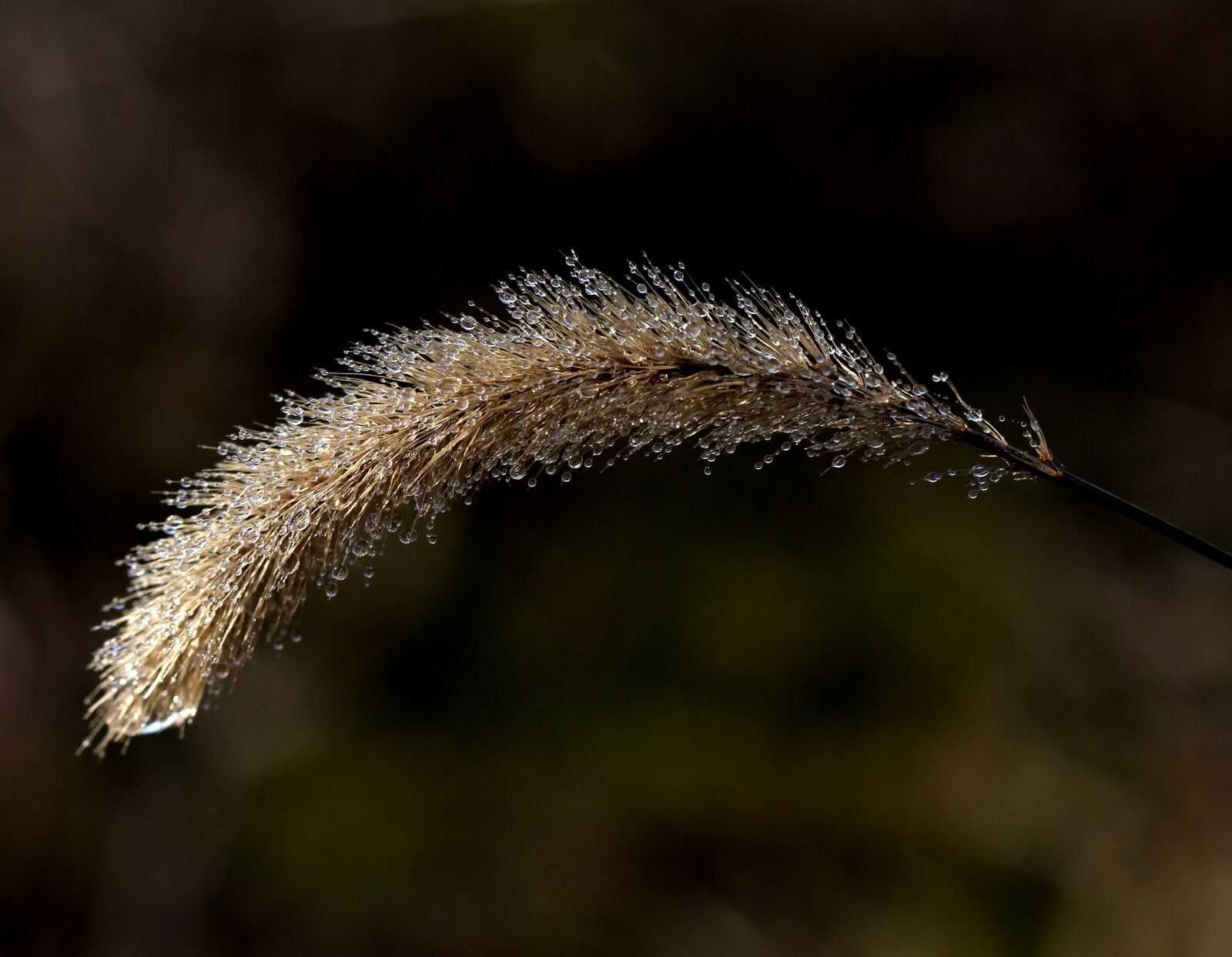Canon EF-S 60mm F2.8 Macro USM sample photo. Spike, dew, drops photography