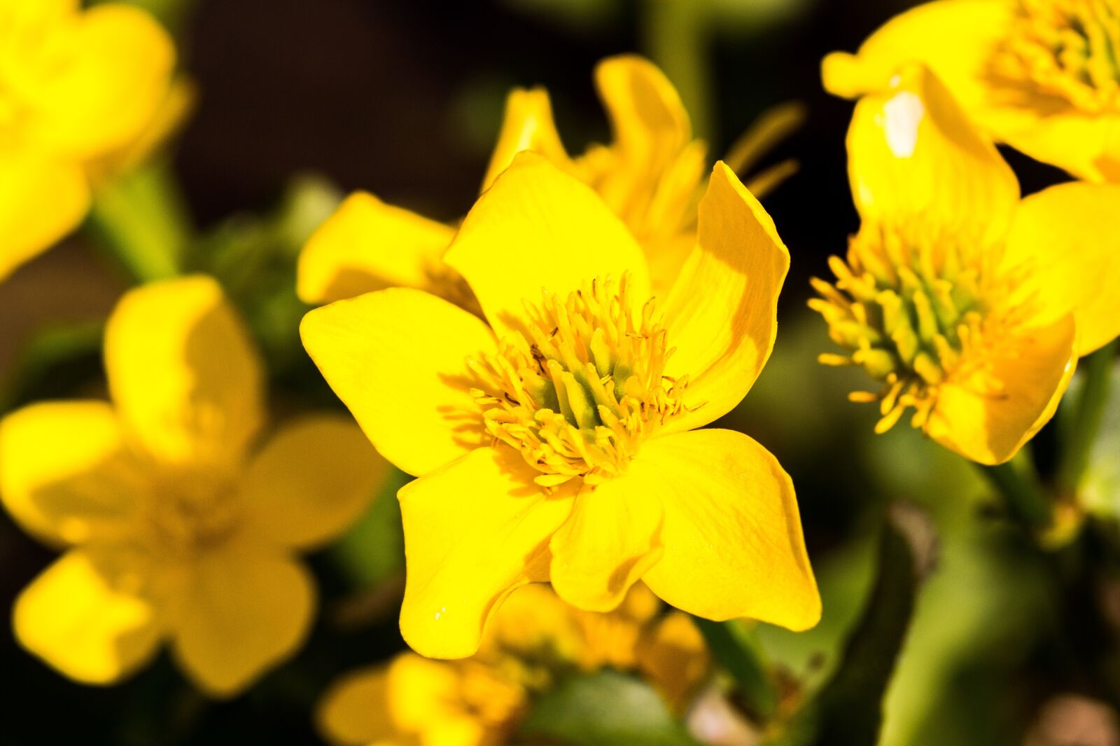 Sony SLT-A58 sample photo. Flower, nature, plant photography