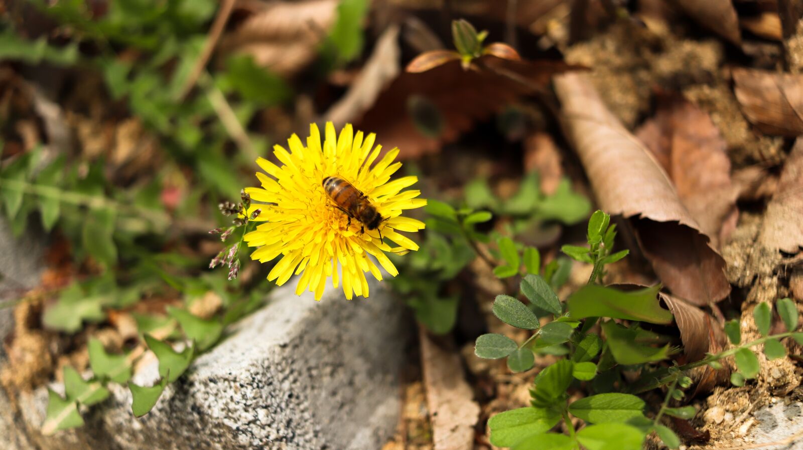 Canon EF-S 24mm F2.8 STM sample photo. Dandelion, flowers, bee photography