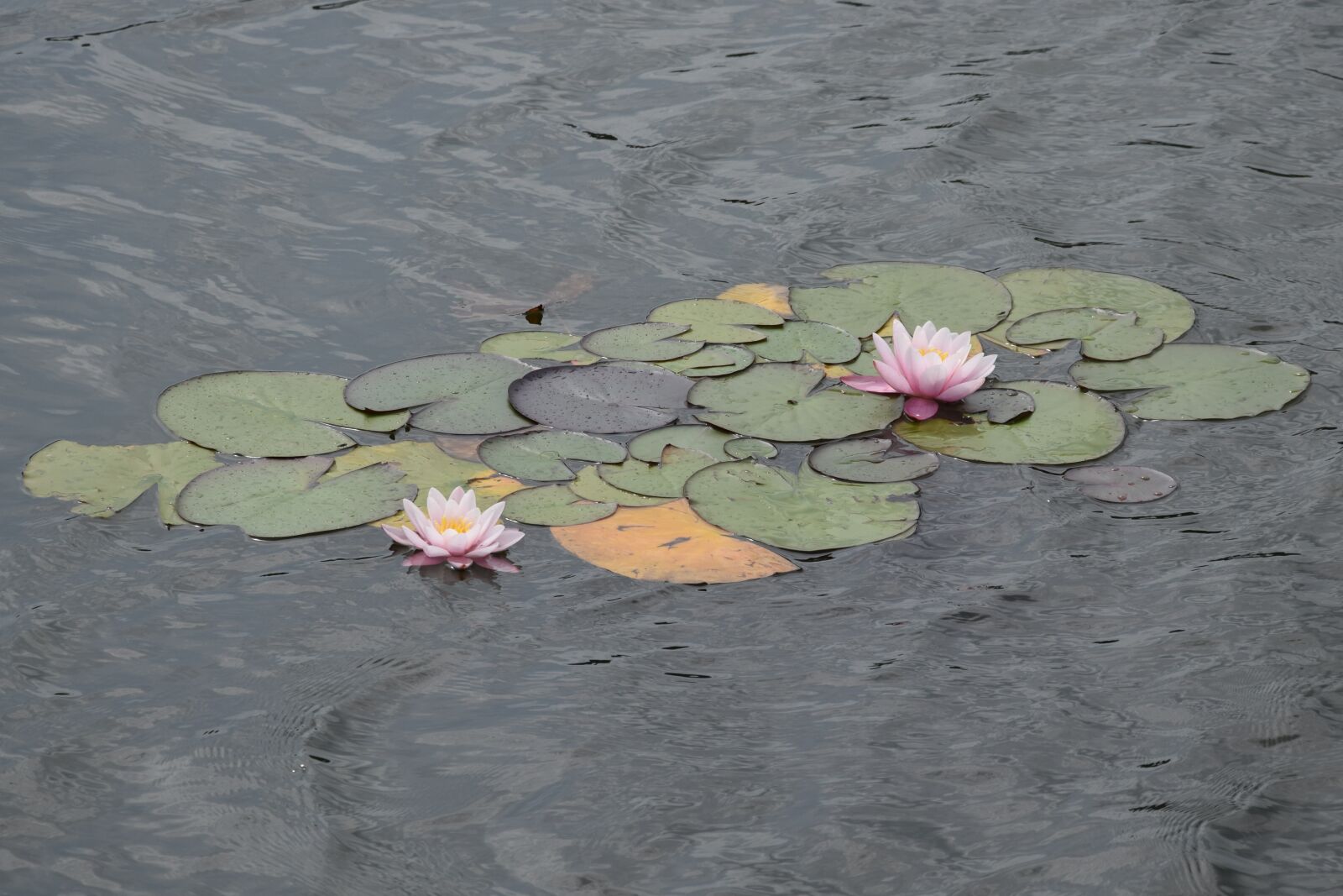 Nikon D5300 sample photo. Water lilies, flowers, water photography