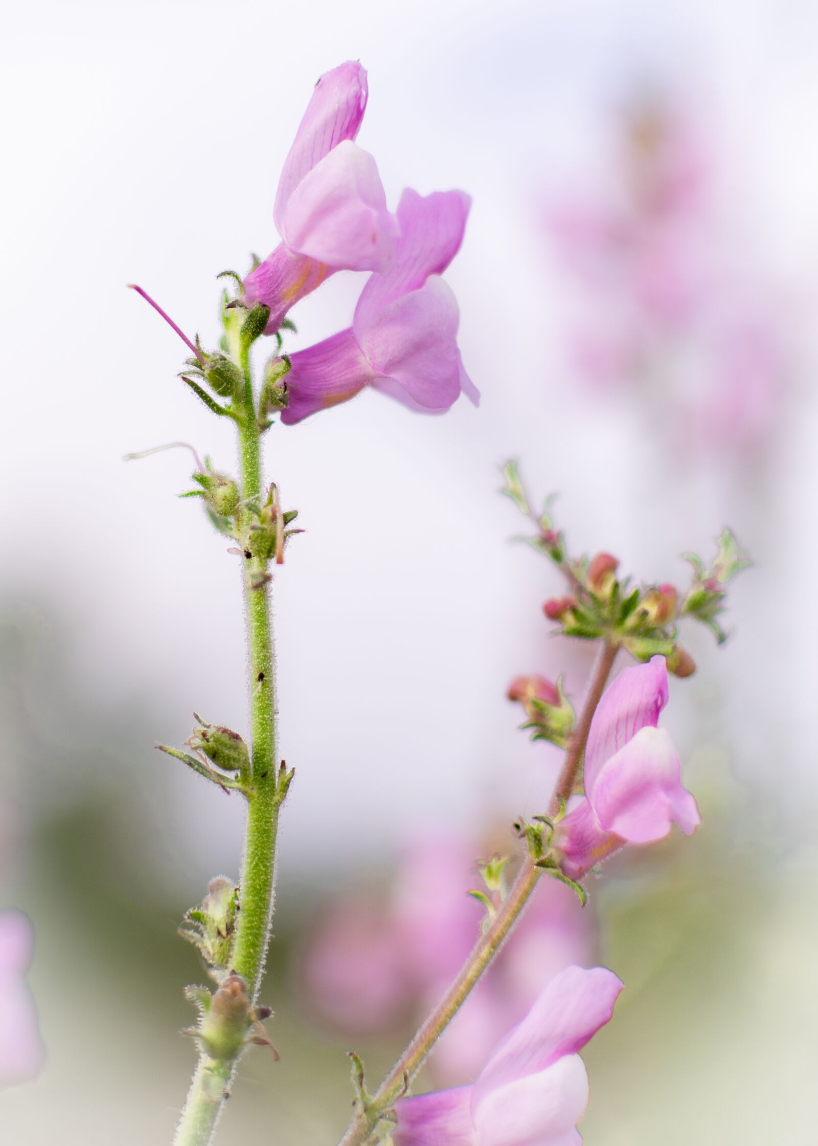 Nikon D3300 sample photo. Flower, field, nature photography