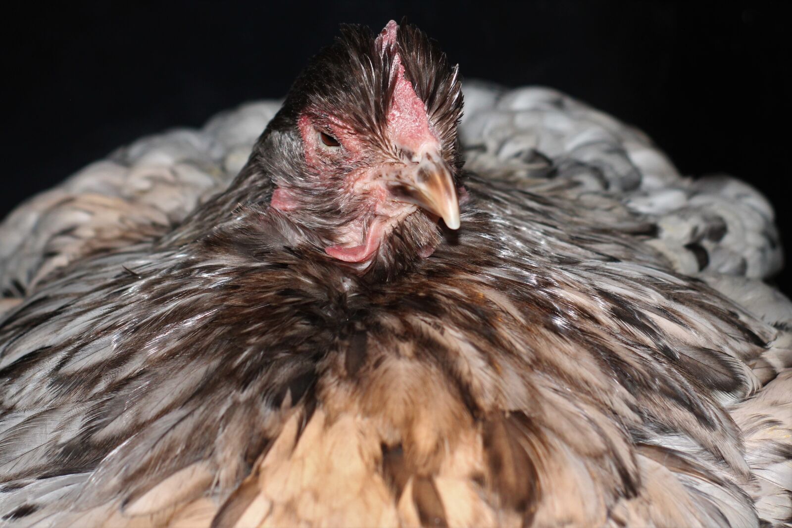 Canon EOS 2000D (EOS Rebel T7 / EOS Kiss X90 / EOS 1500D) sample photo. Chicken, hen, poultry photography