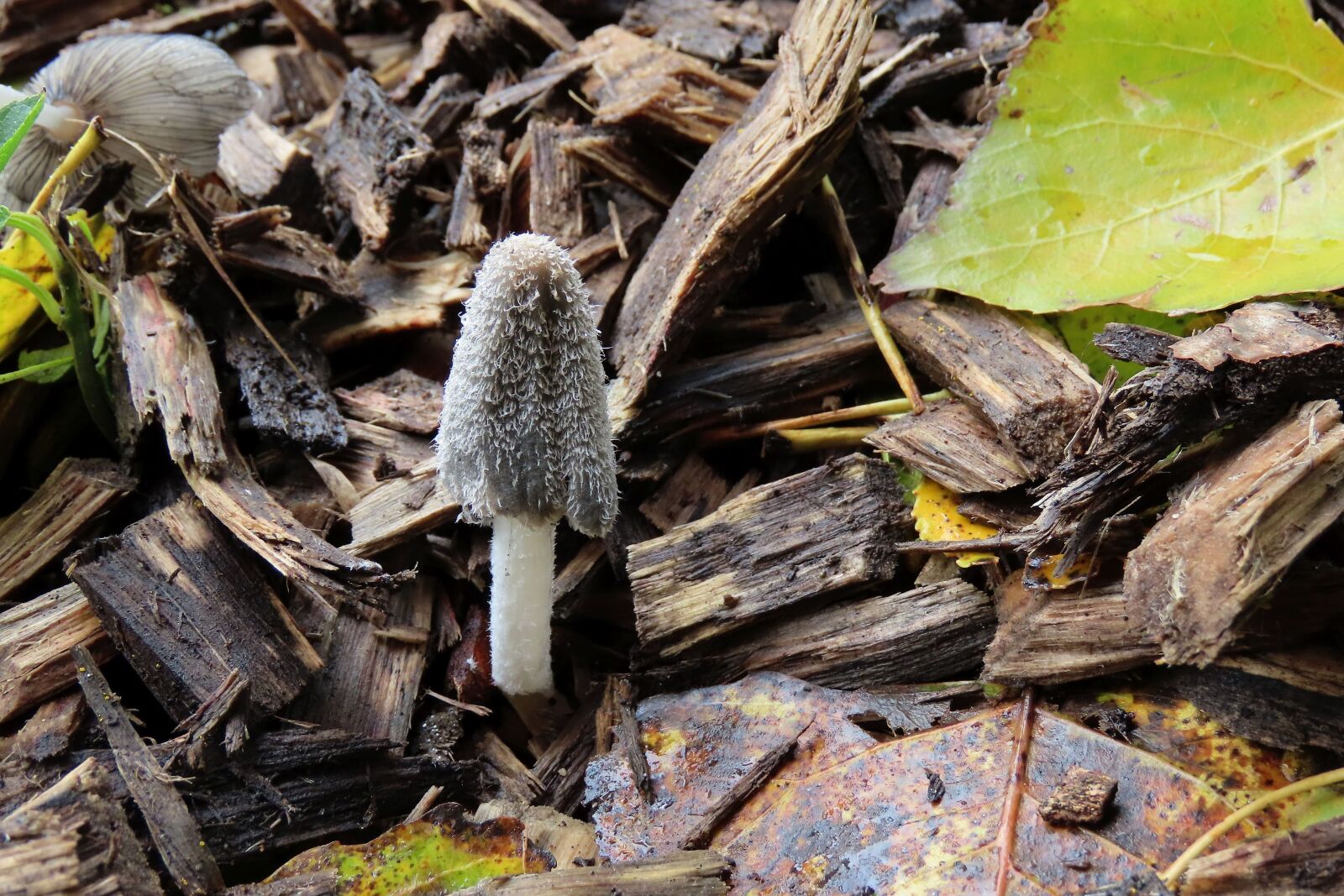 Canon PowerShot SX70 HS sample photo. Fungi, nature, mushroom photography