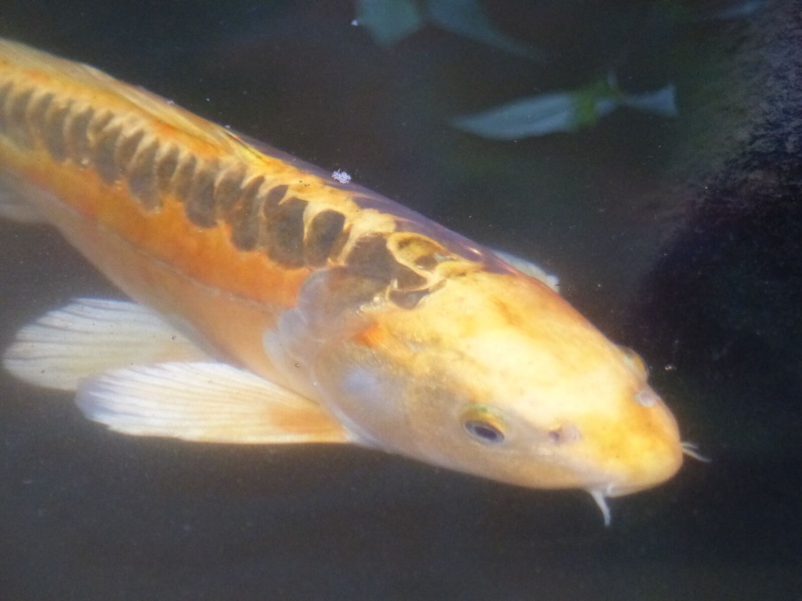 Panasonic Lumix DMC-FZ200 sample photo. Fish, gold, koi photography