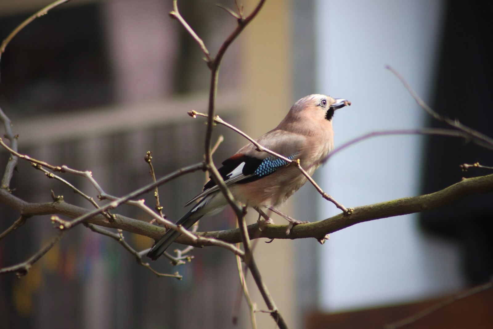 Canon EOS 800D (EOS Rebel T7i / EOS Kiss X9i) sample photo. Jay, raven bird, bird photography