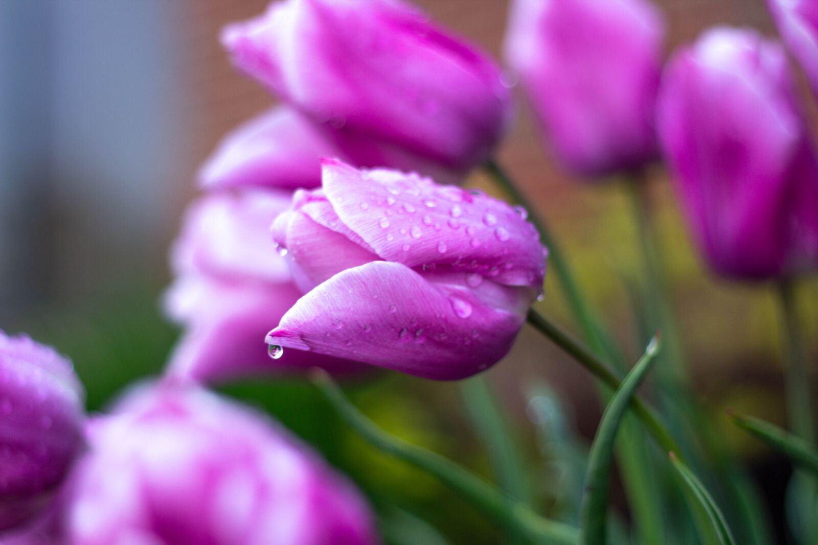 Canon EOS 60D + Canon EF 50mm F1.8 II sample photo. Flowers, tulips, garden photography