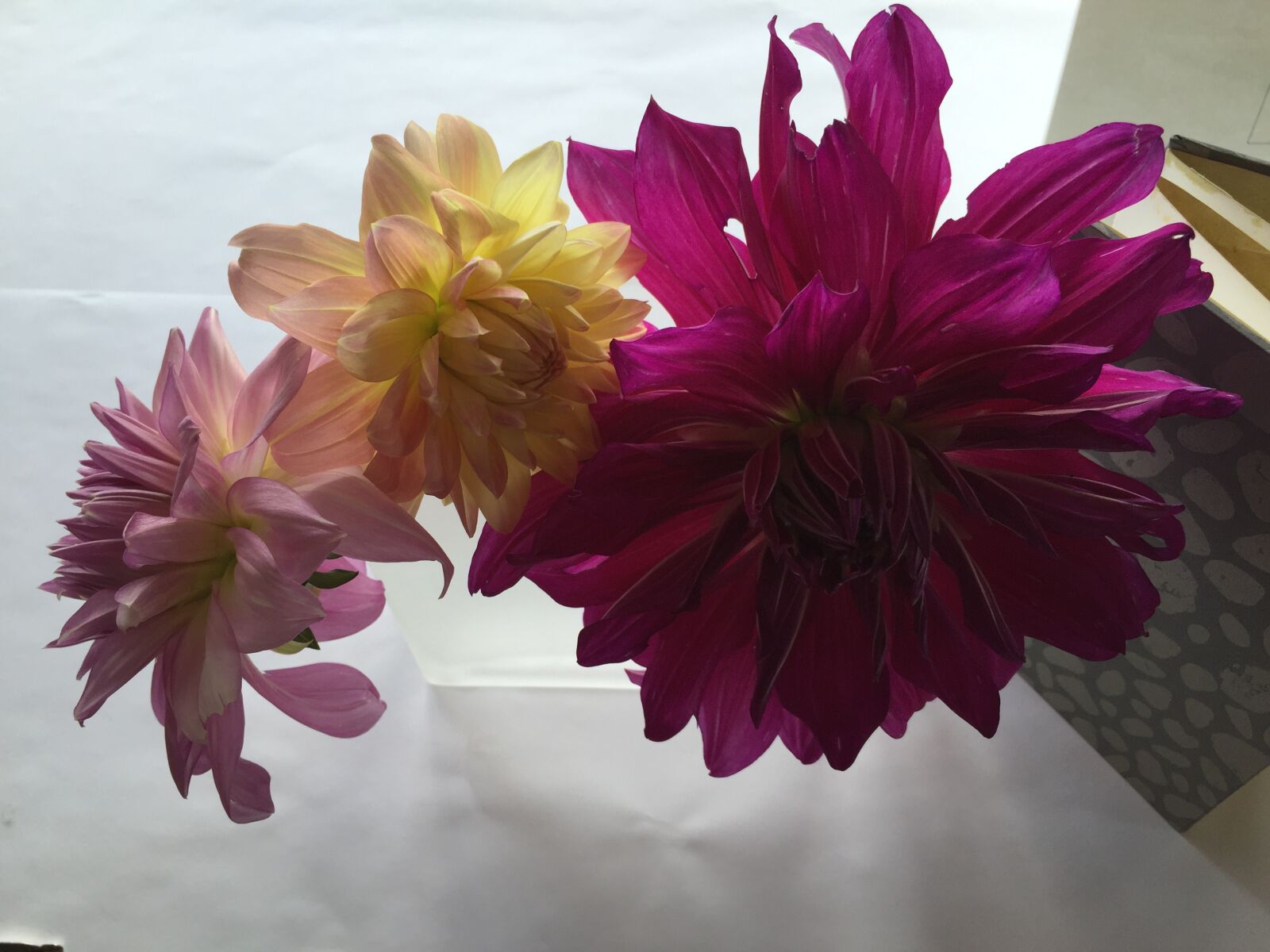 Apple iPhone 6 sample photo